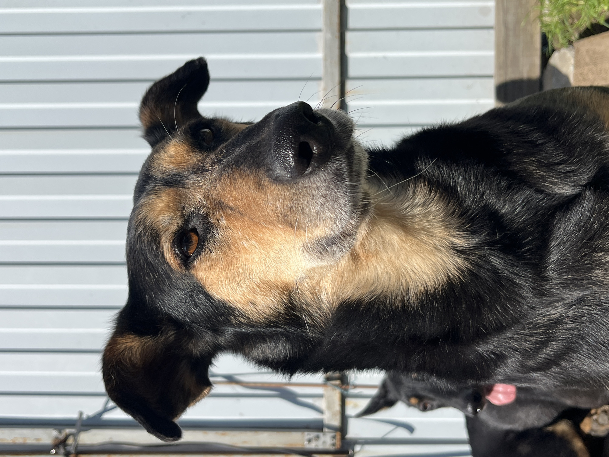 The image shows two dogs outdoors in front of a corrugated metal fence. The dog in the foreground is a medium-sized, black and tan mixed-breed dog, facing to the right with its head tilted slightly up. Its eyes are amber, and its nose is black and wet. The dog has large, floppy ears with brown fur on the inside. Its fur is short and dense. Behind the foreground dog, a second dog, mostly black, is visible from the neck up, with its tongue sticking out. The environment appears to be a somewhat neglected outdoor area, with some wooden structures and grass visible in the background. The lighting suggests it is daytime with bright sunlight casting shadows. There is no indication of the specific location within Nizhny Tagil, Russia, beyond it being an outdoor setting.