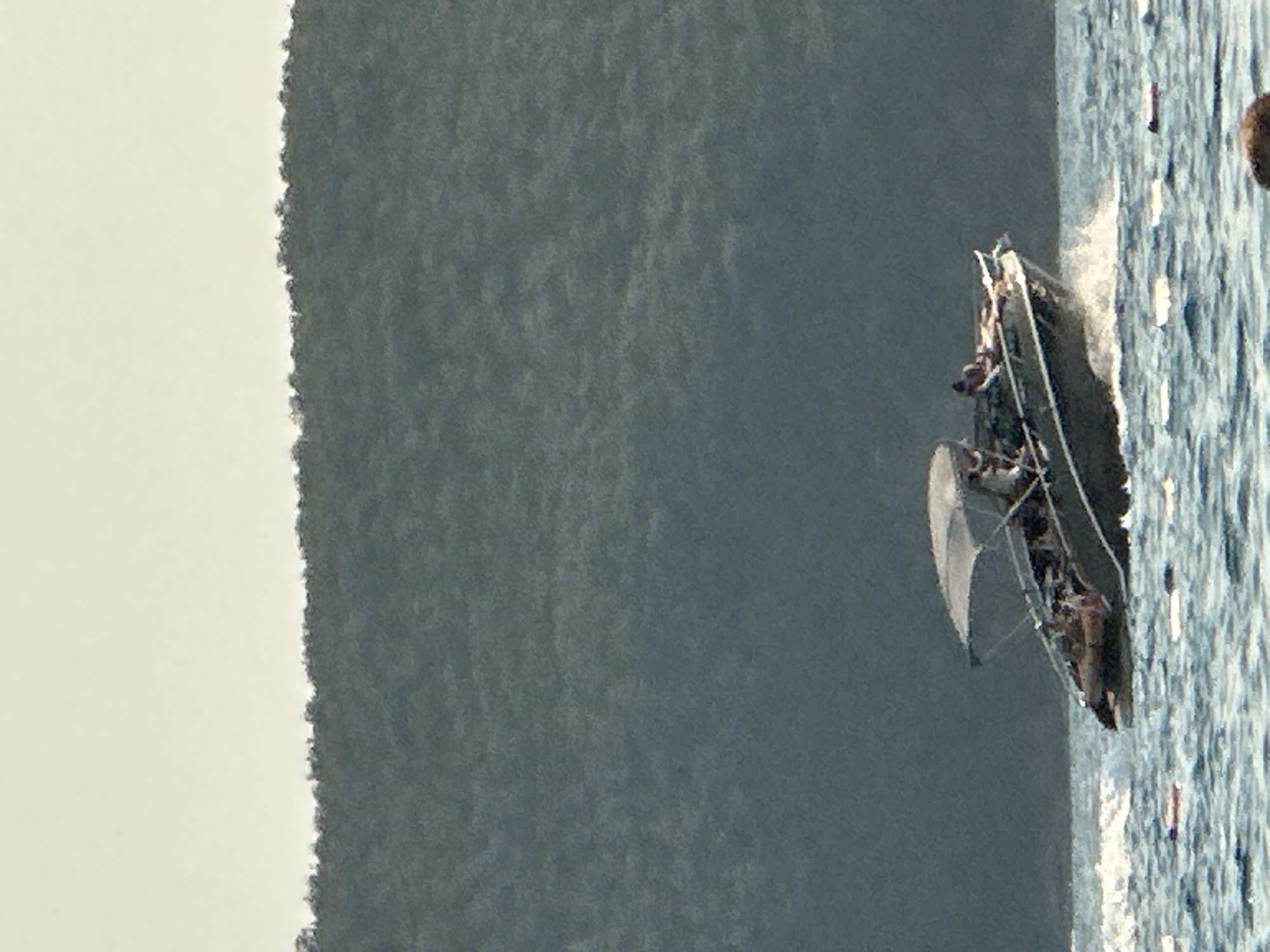 A motorboat is moving through water. The boat is dark colored with a canopy. There are several people on the boat. The water is choppy and there are some buoys floating on the surface. In the background, there is a dark green, tree-covered hill. The sky is a pale, light yellow color. The scene is likely located on the coast near Boreti, Montenegro.