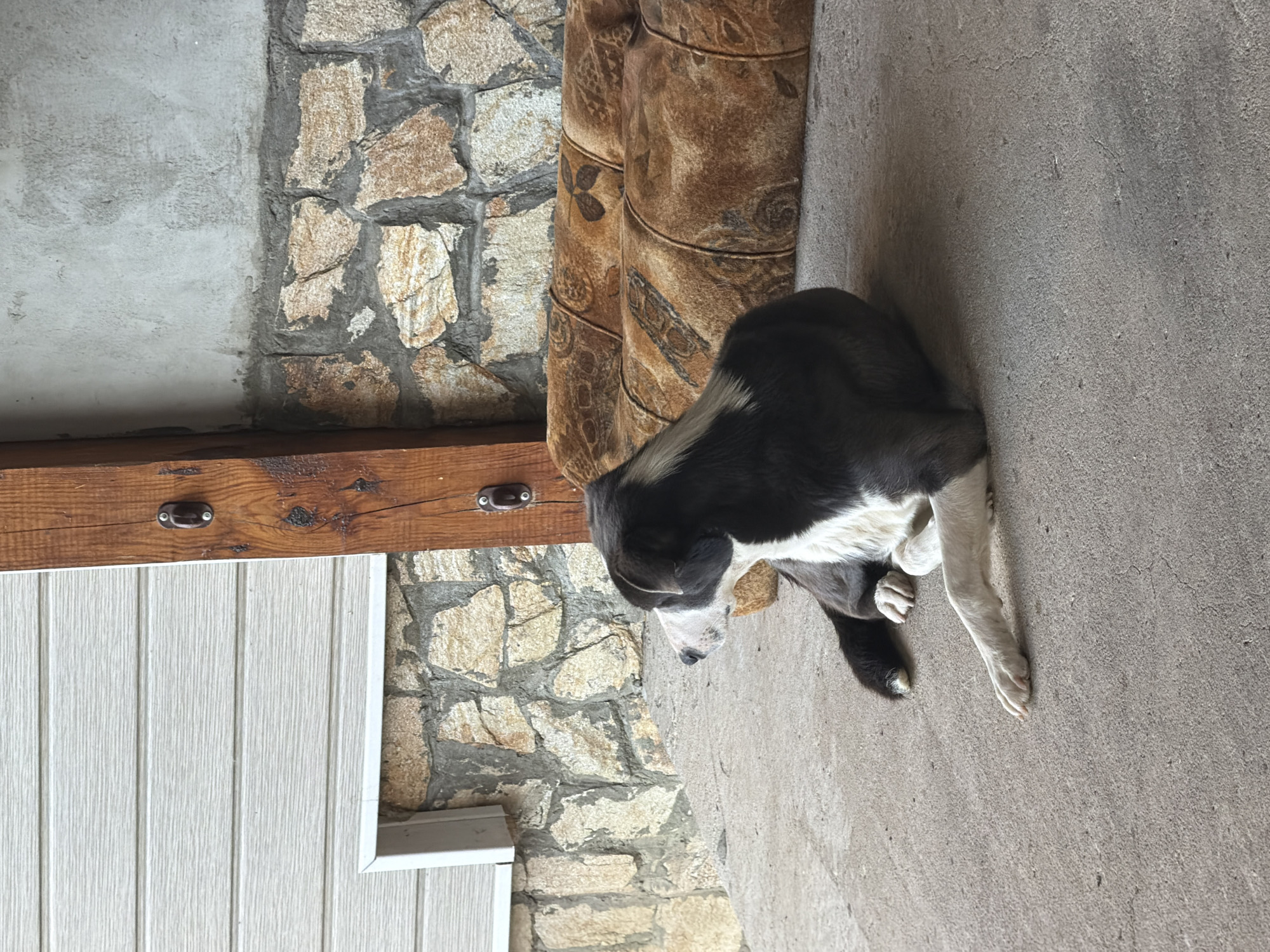 The image depicts a black and white dog lying on a concrete surface. To the left, there is a wall constructed of stone blocks, a portion of a wooden beam, and white vertical siding. A brown, patterned upholstered object sits near the stone wall. The location is likely near Iskar, Bulgaria, based on contextual information. The dog is the primary subject, and its posture suggests it may be resting or grooming.