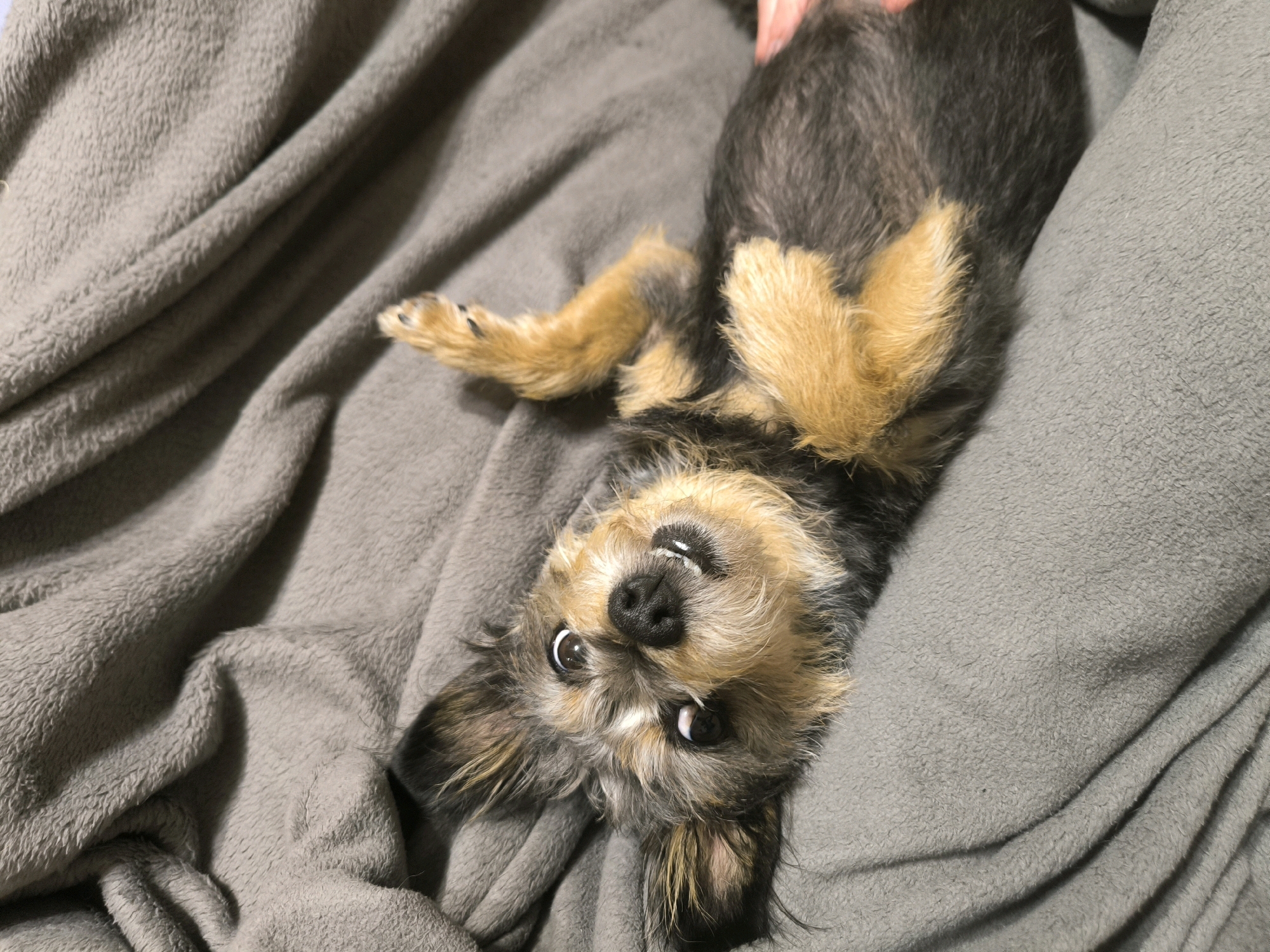 A small dog lies on its back on a gray, soft blanket. The dog has black and tan fur and is looking up at the camera with its tongue slightly out. The dog's paws are visible, one of which is slightly raised. The blanket is draped in soft folds, creating a cozy and relaxed atmosphere. The image appears to be taken indoors, in a domestic setting. No specific location in Mykolaiv, Ukraine can be determined from the visual information provided.