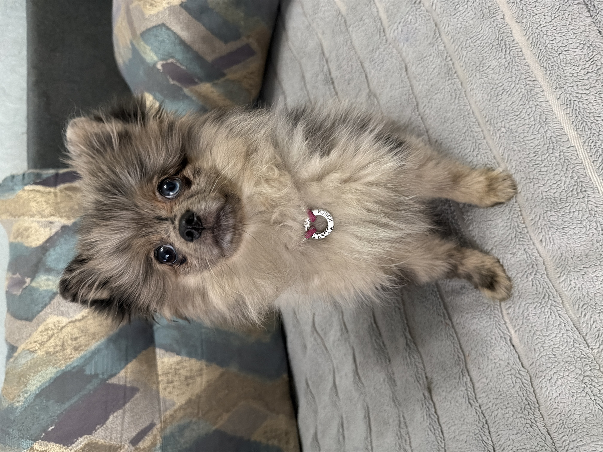 A small, fluffy dog, possibly a Pomeranian or similar breed, with light grey and tan fur, looks directly up at the viewer. The dog has striking blue eyes and a black nose. It wears a collar featuring a silver-colored tag with a red and white patterned design, possibly leopard print. The mirrored text "MOHCH" is visible on the tag.
The dog is indoors, positioned on a piece of furniture that appears to be a sofa or bed. To the left and behind the dog, a cushion with a geometric pattern in shades of teal, beige, and dark grey is visible. To the right and underneath the dog is a soft, light grey textured fabric, likely a blanket or part of the upholstery, characterized by visible parallel ridges.
The dog is in a sitting or slightly reclined posture, with its front paws tucked. Its expression is alert and curious, suggesting engagement with something above it, likely the camera. The lighting is consistent with an indoor environment. The scene depicts a pet in a cozy home setting in Chaikovsky, Russia.