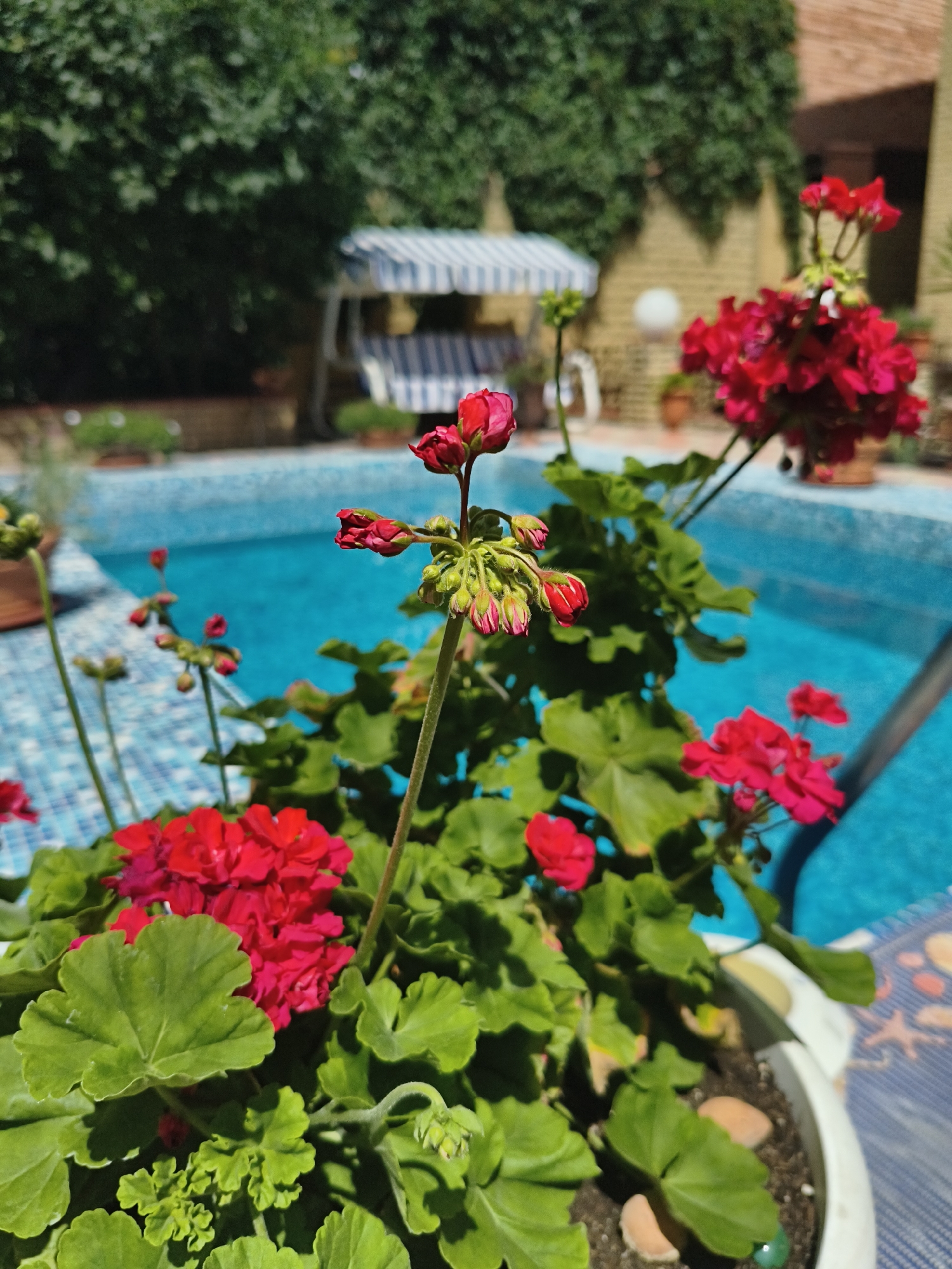 The image depicts a close-up view of a potted geranium plant with vibrant red flowers and lush green leaves, set against a blurred background. In the background, a bright blue swimming pool is visible, with a swing set featuring a blue and white striped canopy. The scene appears to be an outdoor setting, likely a backyard or patio, with a building constructed of brick visible in the upper right corner. The lighting suggests it is daytime, with sunlight casting shadows. The location is identified as Makiivka, Ukraine, implying this is likely a residential garden or recreational area within the city. There are no people or visible actions occurring in the image; it focuses solely on the floral arrangement and the surrounding environment.