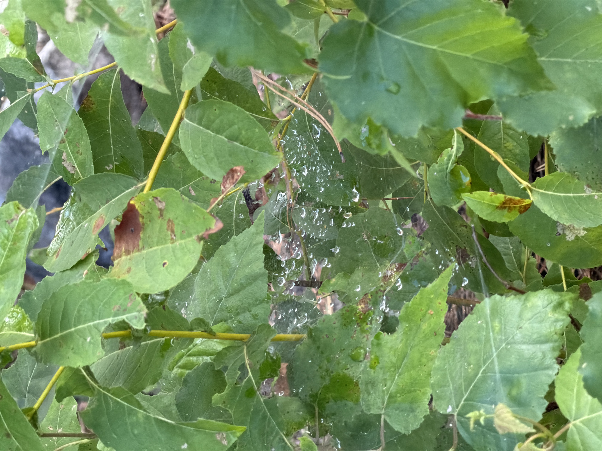 The image is a close-up of green leaves on a plant, with some water droplets on the leaves and a visible spiderweb. The leaves are various shades of green, with some showing brown discoloration. Thin yellow stems are also visible among the leaves. The background is blurred, but appears to be dark and possibly depicts more foliage or the ground. The overall scene suggests a natural environment, potentially in a garden or park, after a rain shower. The location is identified as Tsiolkovsky, Russia.