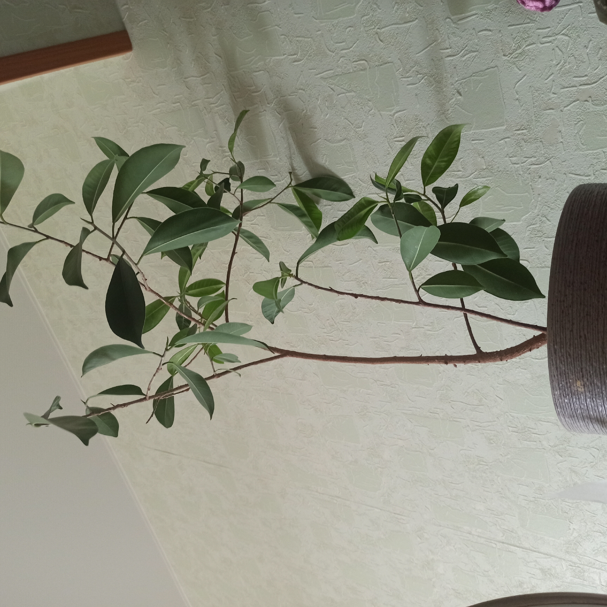 The image shows a tall potted plant with green leaves and thin brown stems, positioned in front of a textured light-colored wall. The plant is in a cylindrical brown pot with a ridged surface. A wooden element is visible on the upper right side of the image, possibly part of a shelf or wall decoration. The lighting suggests an indoor environment, possibly a home or office. There are no people or animals present in the image. The scene depicts a static indoor plant display. There is no specific information in the image that indicates it is located in Nizhny Novgorod, Russia.