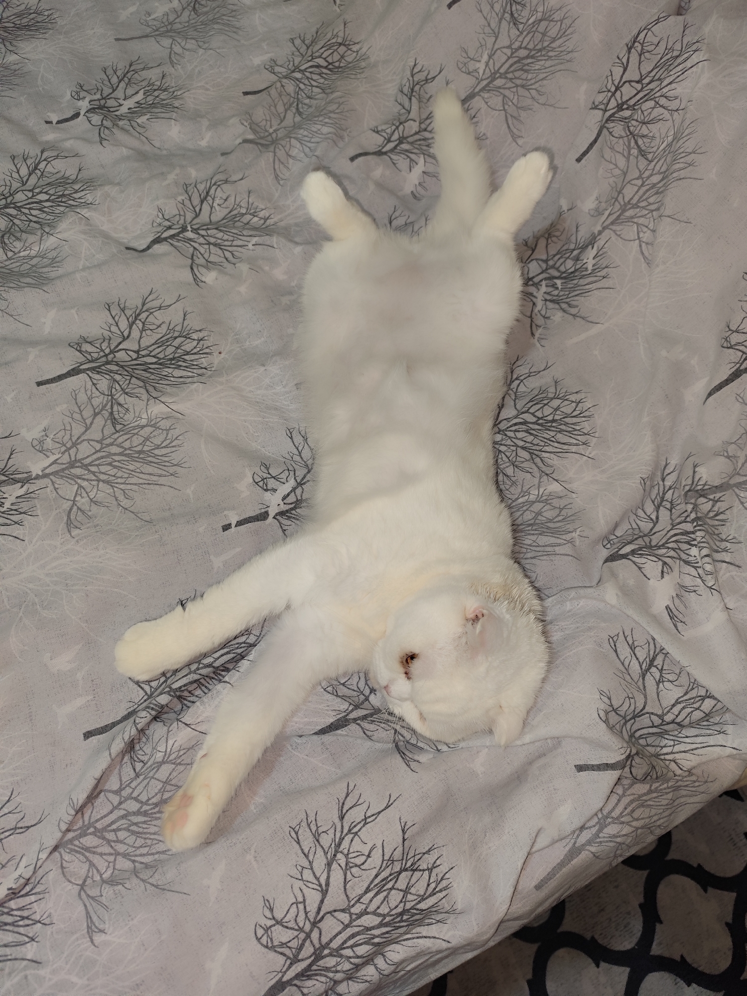 A fluffy white cat is captured lying on its back, completely relaxed, likely sleeping or resting comfortably, on a patterned bed or blanket. Its four paws are splayed upwards and outwards, with its belly exposed. The cat's head is tilted to the viewer's right, and its eyes appear to be closed, conveying a sense of peace and deep relaxation.
The bedding beneath the cat features a distinctive pattern of numerous dark grey, stylized tree branches, resembling bare winter trees, against a lighter grey background. Interspersed within this design are fainter white branch-like elements and small, dark silhouettes of birds in flight. The fabric shows gentle rumples, characteristic of bedding. In the bottom right portion of the image, a different pattern with a black and grey geometric design is partially visible, suggesting another piece of fabric, possibly a rug or additional bedding.
The setting is indoors, presumably a bedroom or a cozy living space, given the presence of bedding. The lighting is soft and consistent, indicative of indoor artificial light rather than natural daylight. There is no visible text within the image. The cat's vulnerable and comfortable posture suggests an environment where it feels safe and content.