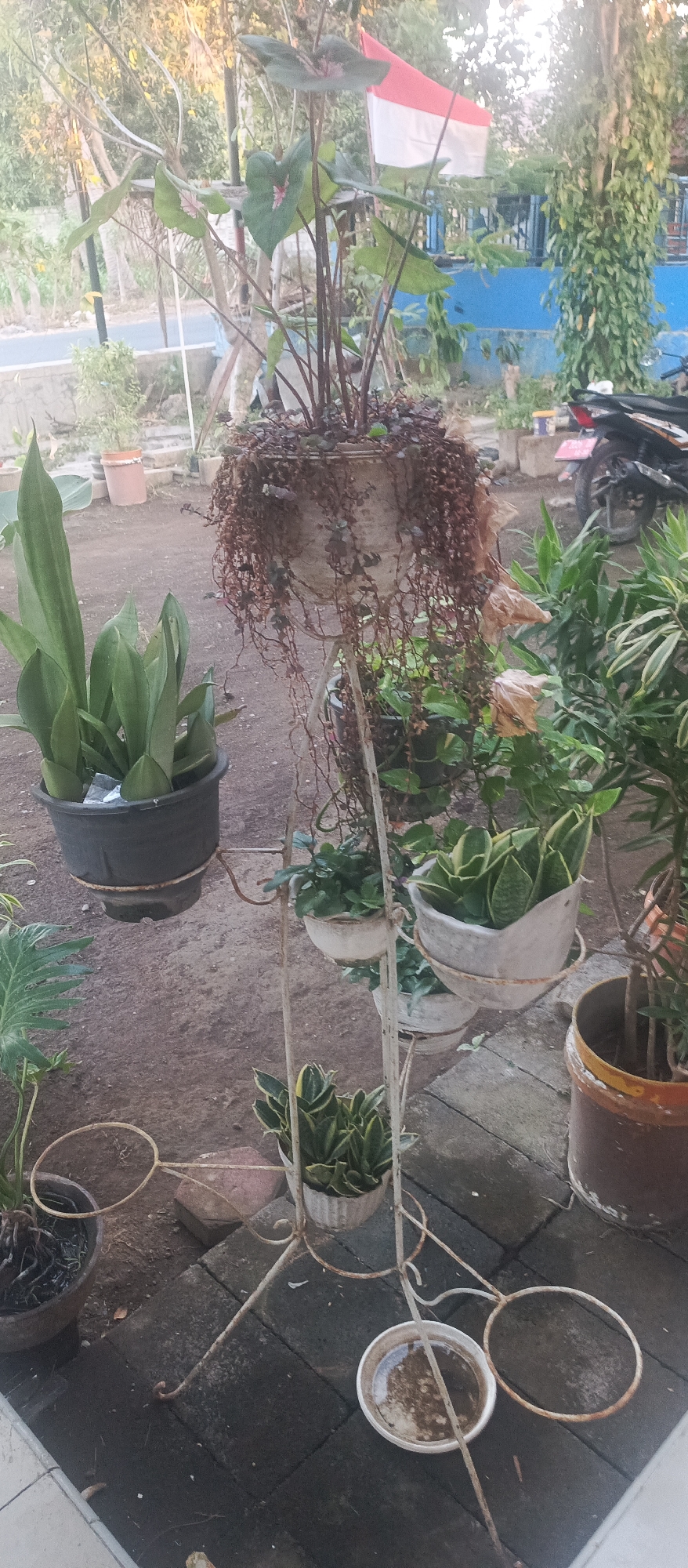 In Jatisari, Indonesia, this image captures an outdoor scene with various potted plants displayed on a multi-tiered metal stand. The stand holds several plants, including one with cascading vines, some snake plants with variegated leaves, and other greenery. To the left, a large black pot contains a tall, green plant with broad leaves. In the background, a red and white flag, likely the Indonesian flag, is visible. A blue wall and a motorcycle are also present. The ground appears to be a mixture of dirt and paving stones. The overall impression is that of a garden or yard area.