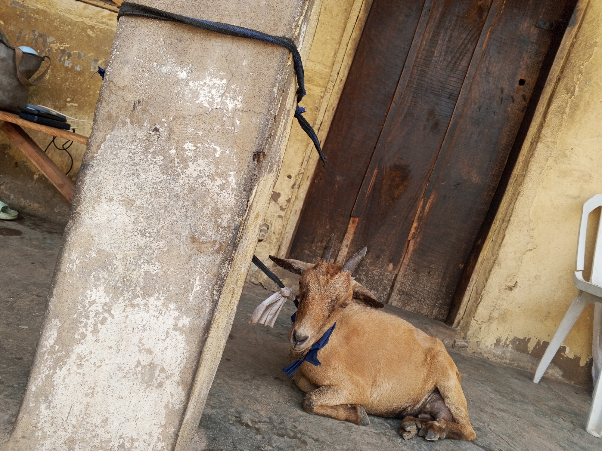A medium shot shows a light brown goat lying on a concrete floor next to a stone pillar. The goat is tied to the pillar with a dark blue rope. The rope passes around the goat's neck, and the goat appears calm. The pillar is rectangular and covered in what appears to be peeling paint or weathering. Behind the goat and pillar is a wall with a dark wooden door to the right. To the right of the door is a faded beige wall, and a white plastic chair can be seen. In the background to the left, there is a table. The lighting appears natural. The location is unknown.
