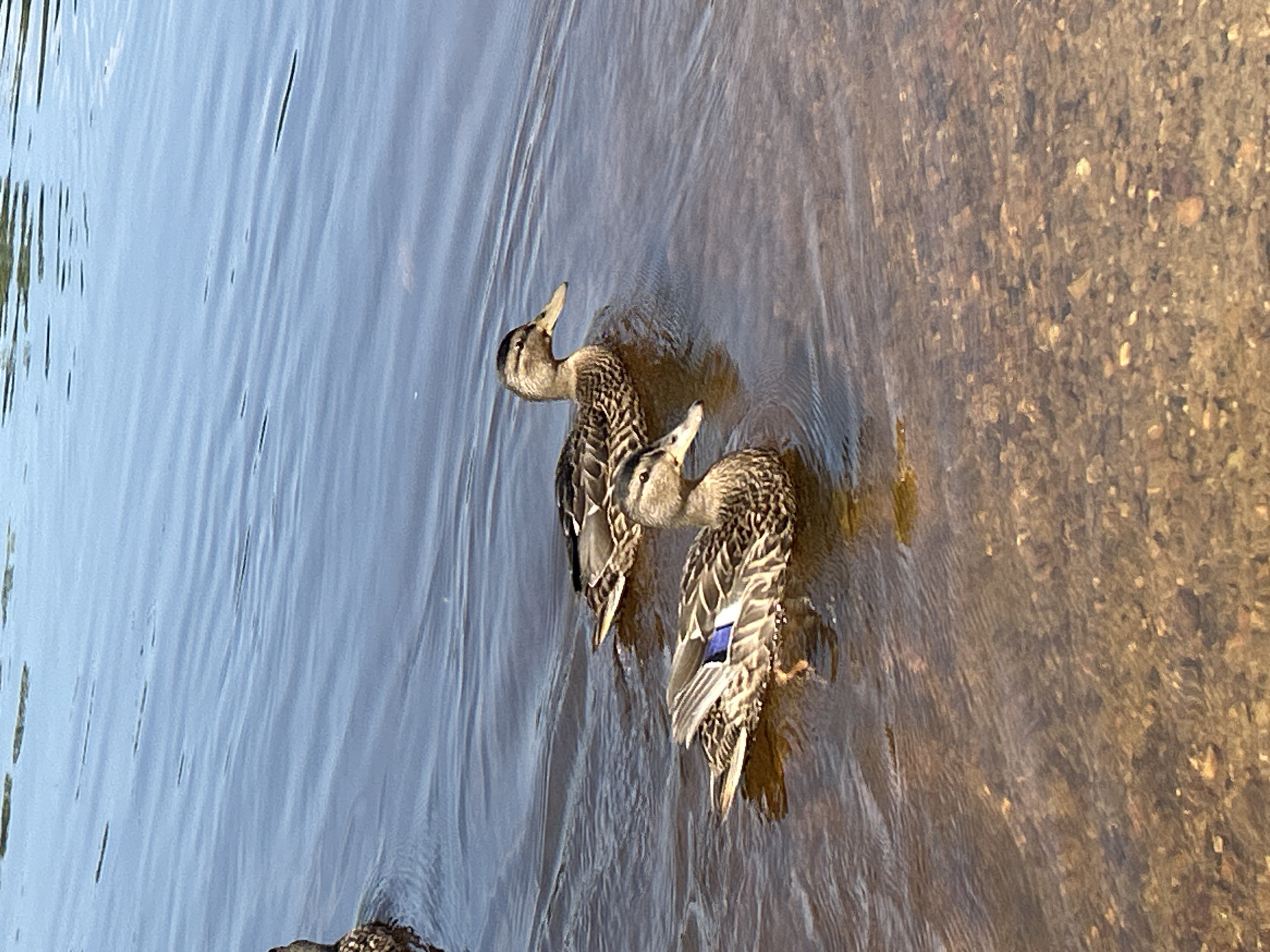 Two mallard ducks swim in a body of water. The ducks are in the foreground, with the duck in the front slightly to the left and the duck behind it slightly to the right. Both ducks are facing to the right. The water is a deep blue with ripples on the surface. The bottom of the body of water is visible in the foreground, with stones and sand. The image appears to have been taken on a sunny day. There is no indication of the city of Krasnovishersk, Russia.