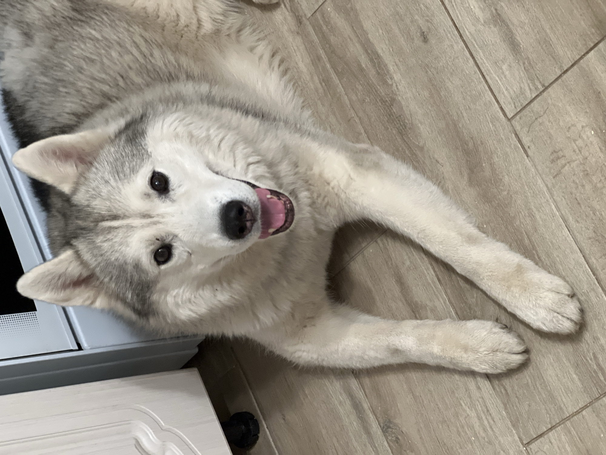 A grey and white Siberian Husky lies on a light wood-colored tile floor. The dog is looking upward, with its mouth slightly open and tongue visible. The dog is laying near a white cabinet. The image was taken indoors. There is no evidence to suggest that this image was taken in Kazan, Russia.