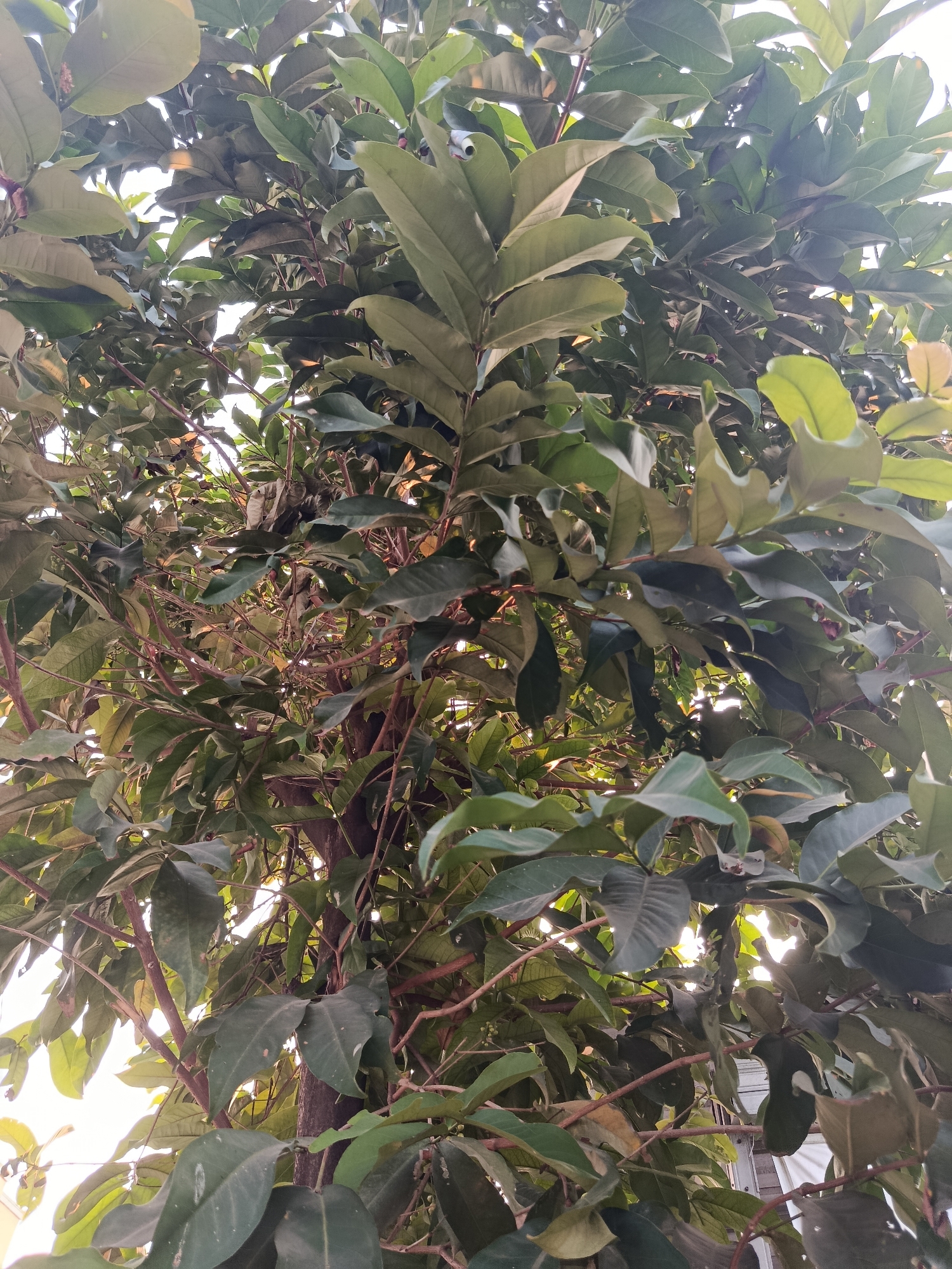 This is a close-up, upward-facing view of a tree in Wanasari, Indonesia. The tree is densely covered with large, dark green leaves and reddish-brown branches. Sunlight filters through the canopy, creating a bright, somewhat washed-out background in places. The image is dominated by the foliage and branches, with no clear subjects or actions visible. The overall impression is one of lush, natural growth within a potentially urban or suburban environment, given the mention of Wanasari.