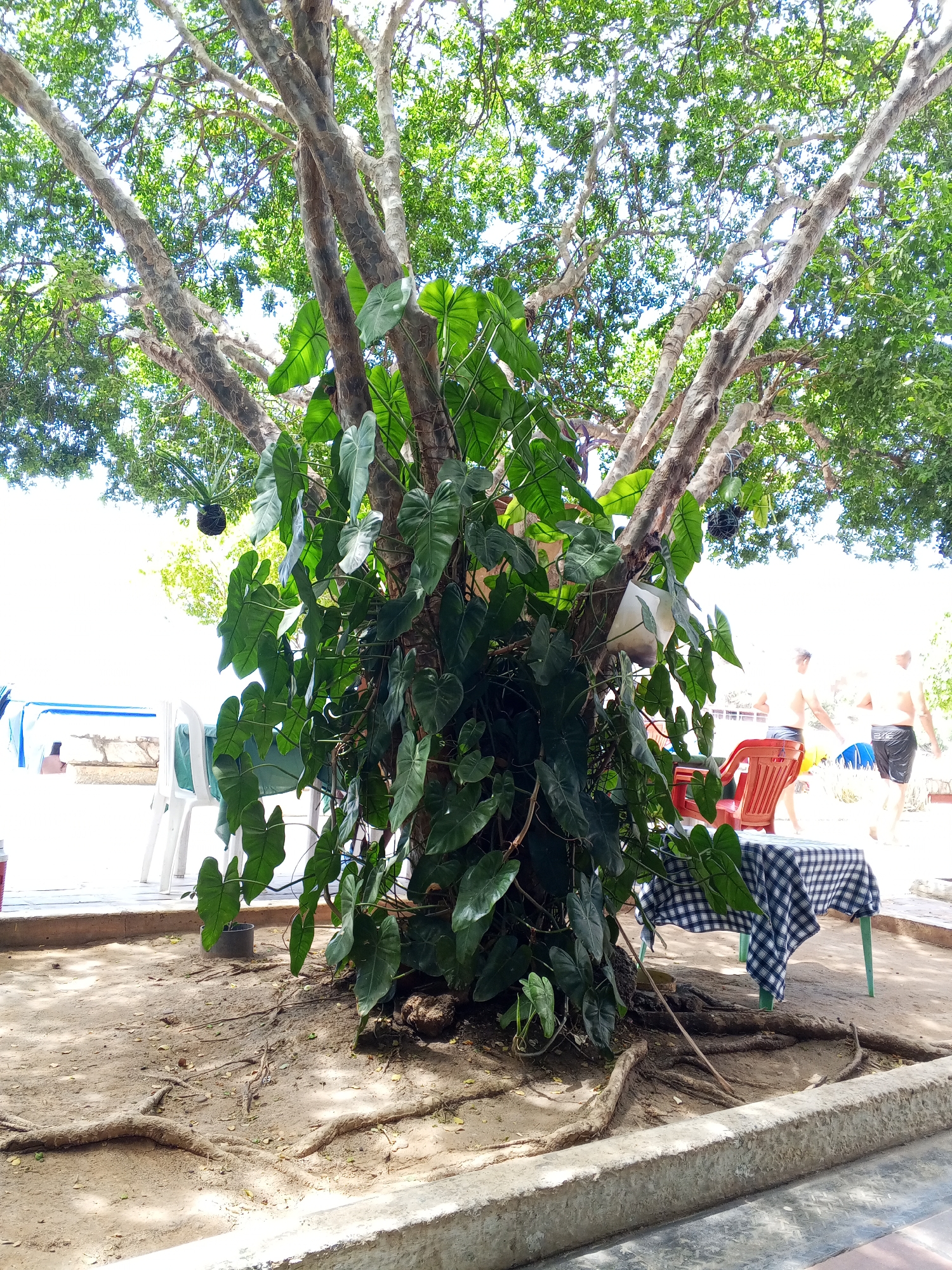 A large tree covered in philodendron vines stands on a sandy surface next to a concrete border. Several chairs and a table with a checkered tablecloth are nearby. Two men in swimming trunks walk in the background, near what appears to be a body of water. The location appears to be a beachside or park setting.