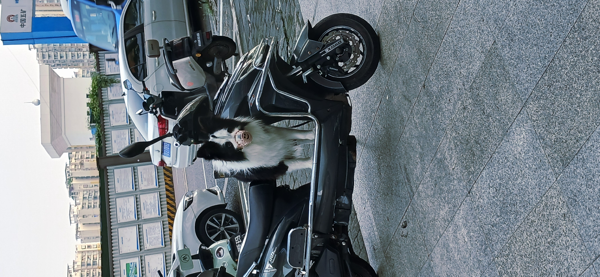 A medium shot depicts a black and silver electric scooter parked on a gray tiled sidewalk in what appears to be a city in Jiulongpo District, China. A black and white dog wearing a muzzle rests on the scooter's front platform. Several cars are parked nearby, and a building with numerous white rectangular panels is visible in the background. The sky is overcast.