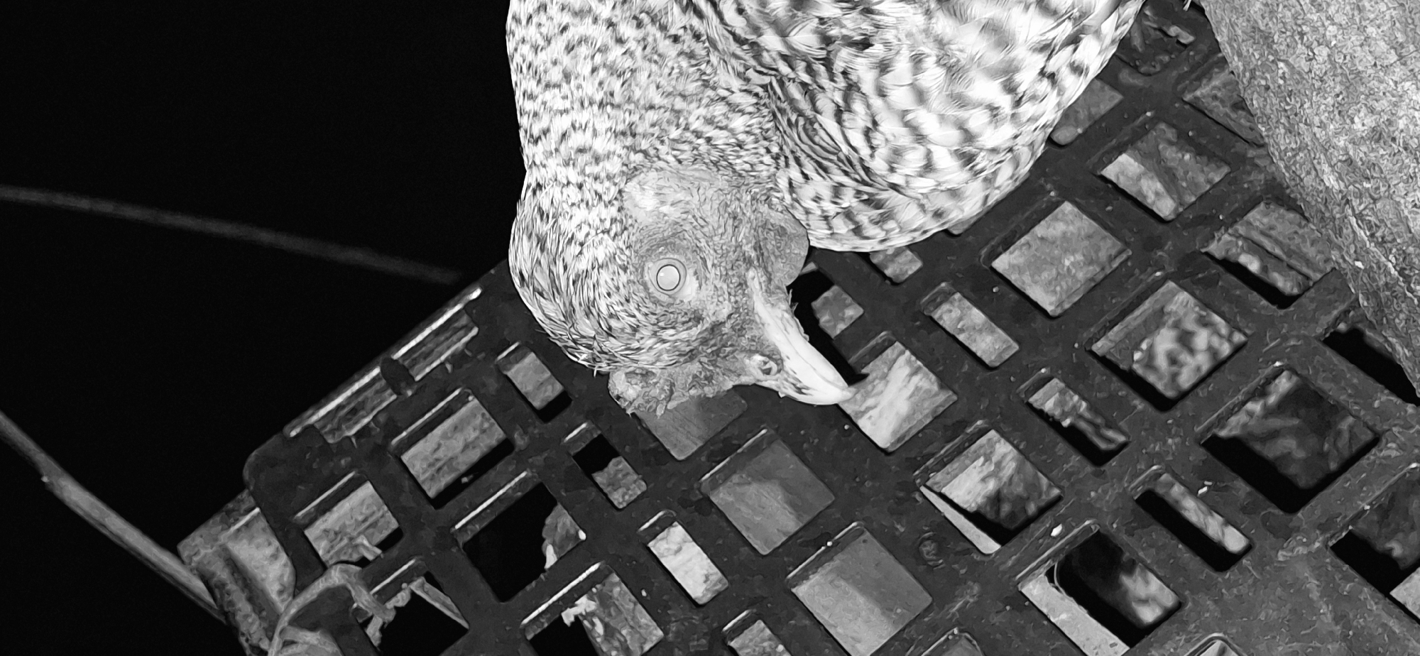 A close-up, black and white, vertical shot features the head and upper body of a chicken. The chicken is positioned to the right of the frame, facing left, with its head tilted down and slightly to the left. Its eye, a distinct circle with a smaller pupil, is visible and open. The chicken's feathers are intricately patterned with alternating light and dark shades, creating a textured appearance. The background on the right is dark and out of focus, while the left side of the frame is occupied by a dark, square-gridded object, possibly a cage or a grate. The object has a metallic appearance and is angled, with some of its grid squares revealing a textured, light-colored surface behind them. The overall lighting suggests it may be nighttime or a dimly lit area. The location is not specified in the provided data, but if it were in Vallecito, Venezuela, it would be a rural or domestic setting.