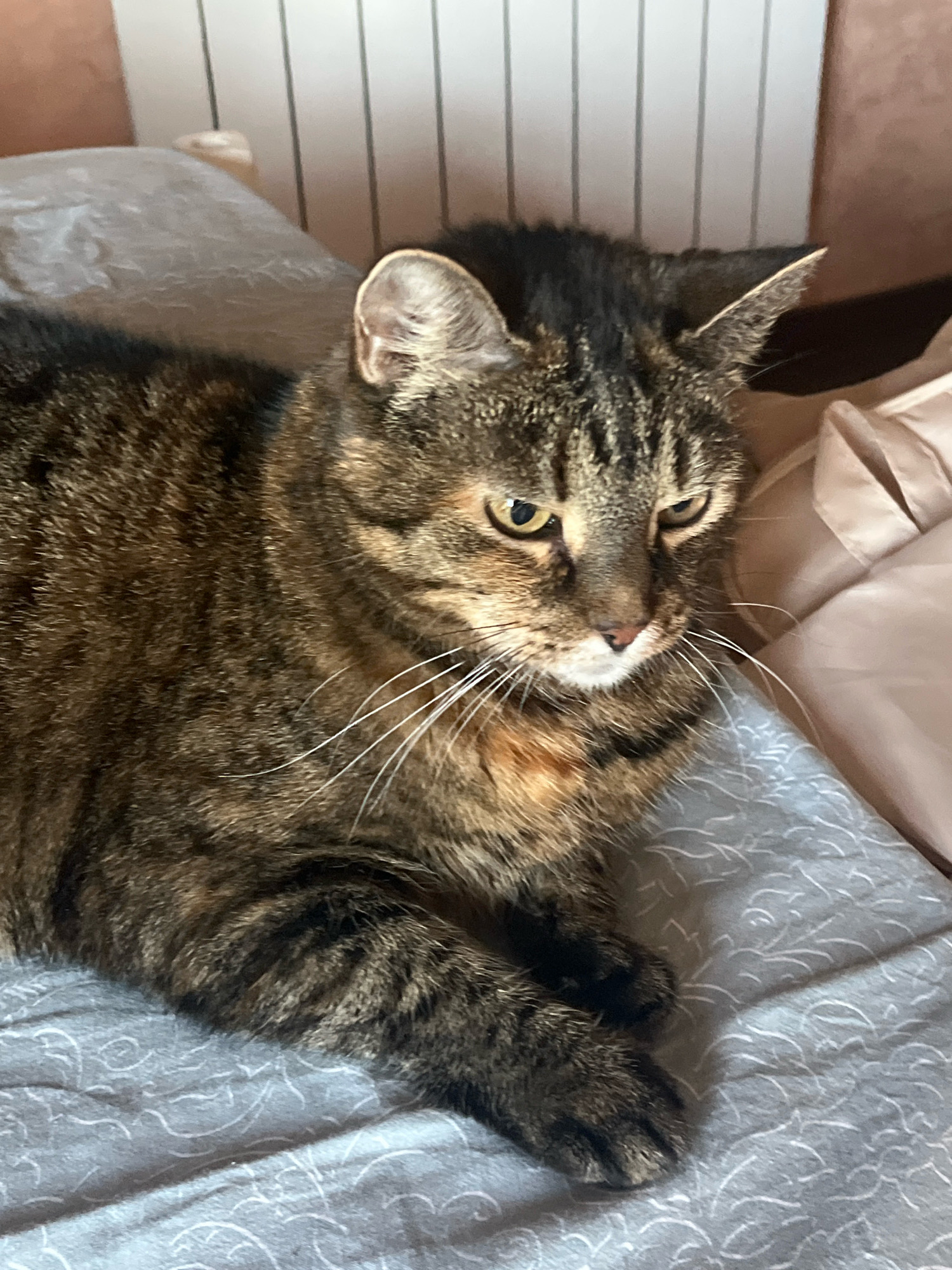 A tabby cat with brown and black stripes lies on a grey patterned comforter in a domestic indoor setting. The cat's head is turned to the right, with yellow eyes and long white whiskers. Behind the cat, a pale pink satin pillow is visible, and further back, a white radiator stands against a neutral-colored wall. The image is a medium shot, focusing primarily on the cat and its immediate surroundings. The lighting suggests it is daytime, possibly near a window, casting gentle shadows. The overall impression is one of a peaceful, domestic scene.