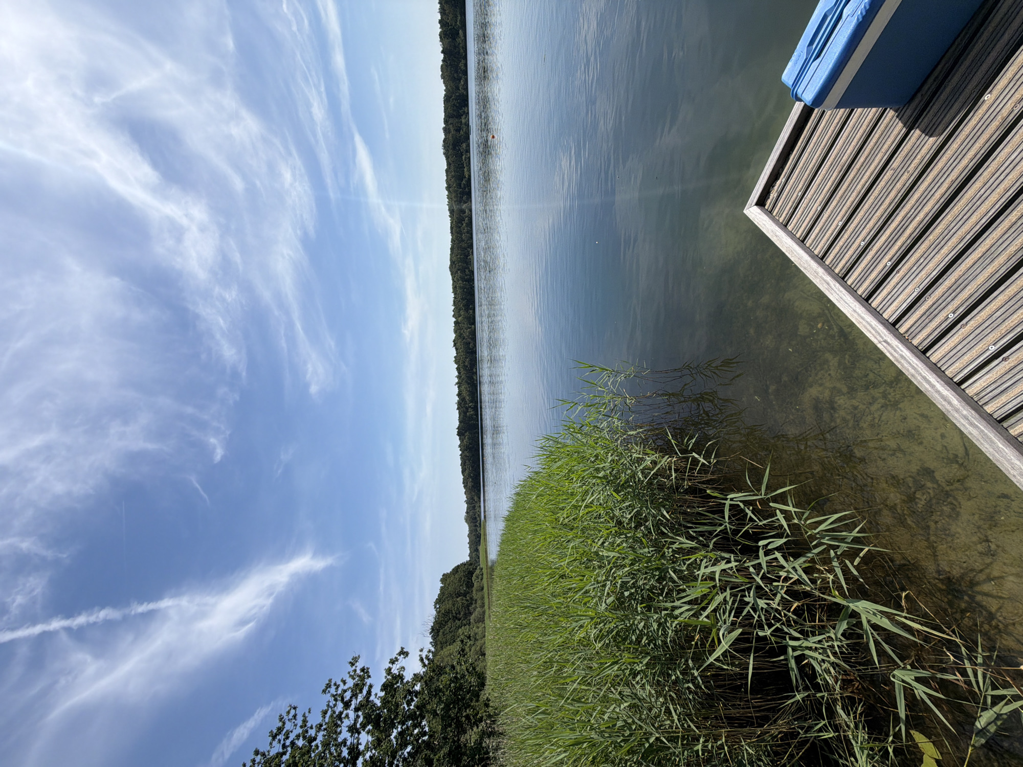 The image depicts a serene waterfront scene, likely in Turnhout, Belgium, on a bright, sunny day. A wooden jetty juts out into a calm, clear lake, its surface reflecting the blue sky and wispy white clouds. Tall, lush green reeds line the edge of the water, creating a natural border between the land and the lake. A blue cooler box rests on the jetty, suggesting a leisurely outing. In the distance, a dense forest borders the far side of the lake, its trees forming a dark, verdant line against the horizon. The overall impression is one of tranquility and natural beauty.