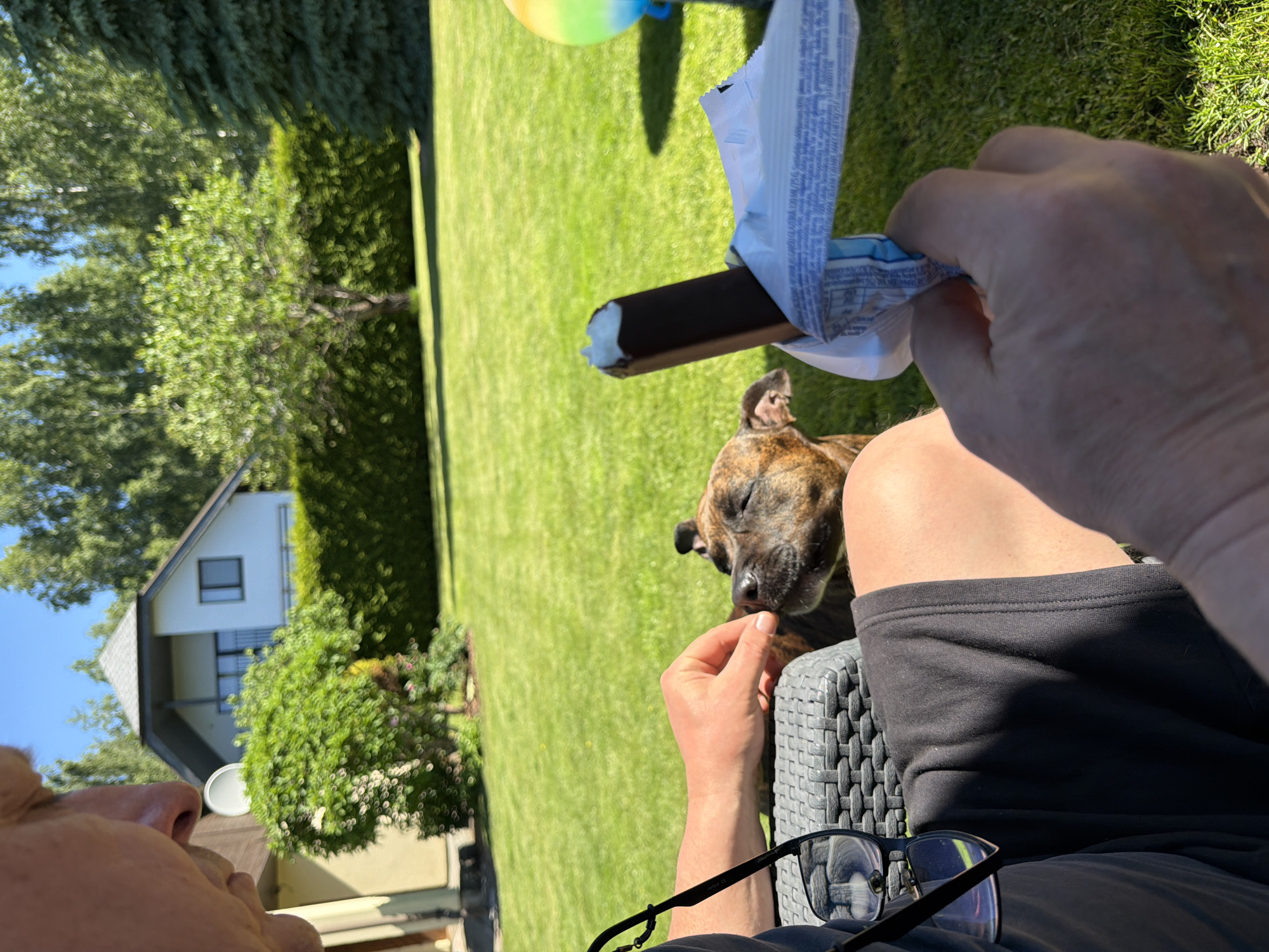The scene is set in a sunny, residential backyard in Baloži, Latvia. In the foreground, an individual is seated, partially visible from the chest up. They wear a dark shirt and shorts. Their left hand is extended towards a brindle-colored dog, whose head is turned towards the hand with its eyes closed, indicating focused attention. The individual's right hand holds a partially unwrapped chocolate-covered ice cream bar with a white interior. Dark-framed glasses on a black strap rest on the individual's lap or the adjacent outdoor furniture.
The background features a meticulously maintained green lawn under direct sunlight, casting distinct shadows. Behind the lawn, a dense, trimmed green hedge separates the foreground from a two-story residential house. The house features white siding, dark windows, a balcony, and a grey gabled roof. Various green deciduous and coniferous trees are visible throughout the background, indicating a well-vegetated environment. A multi-colored spherical object (yellow, green, blue) is partially visible on the far right of the background. The sky overhead is clear and blue.