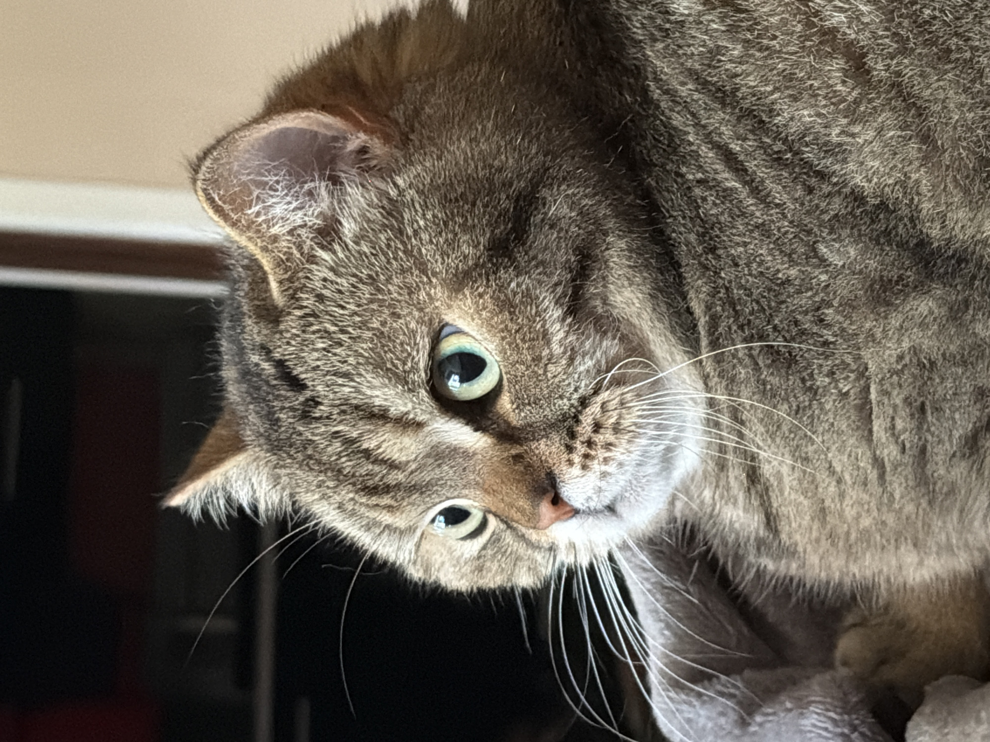 A close-up, high-angle shot features a tabby cat with green eyes. The cat's head is tilted to the left. Its whiskers are long and white. The cat is resting on a grey, soft material. The background is out of focus but includes a dark surface and a lighter wall. There is no discernible information to connect the image to Sofia, Bulgaria.