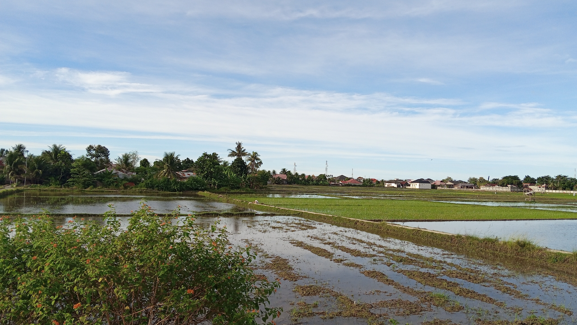 The image depicts a rural landscape in Juliseutuy, Indonesia, characterized by flooded rice paddies under a bright, partly cloudy sky. In the foreground, a lush green bush with small orange flowers is visible on the left. The rice paddies stretch into the middle ground, with some areas showing newly planted green shoots and others appearing as tilled, muddy fields partially submerged in water. In the distance, a line of houses with red and white roofs is nestled among a dense cluster of trees, including palm trees, suggesting a village or small town. Several utility poles and what appear to be communication towers rise above the treeline. The overall scene conveys a sense of agricultural activity and rural life.