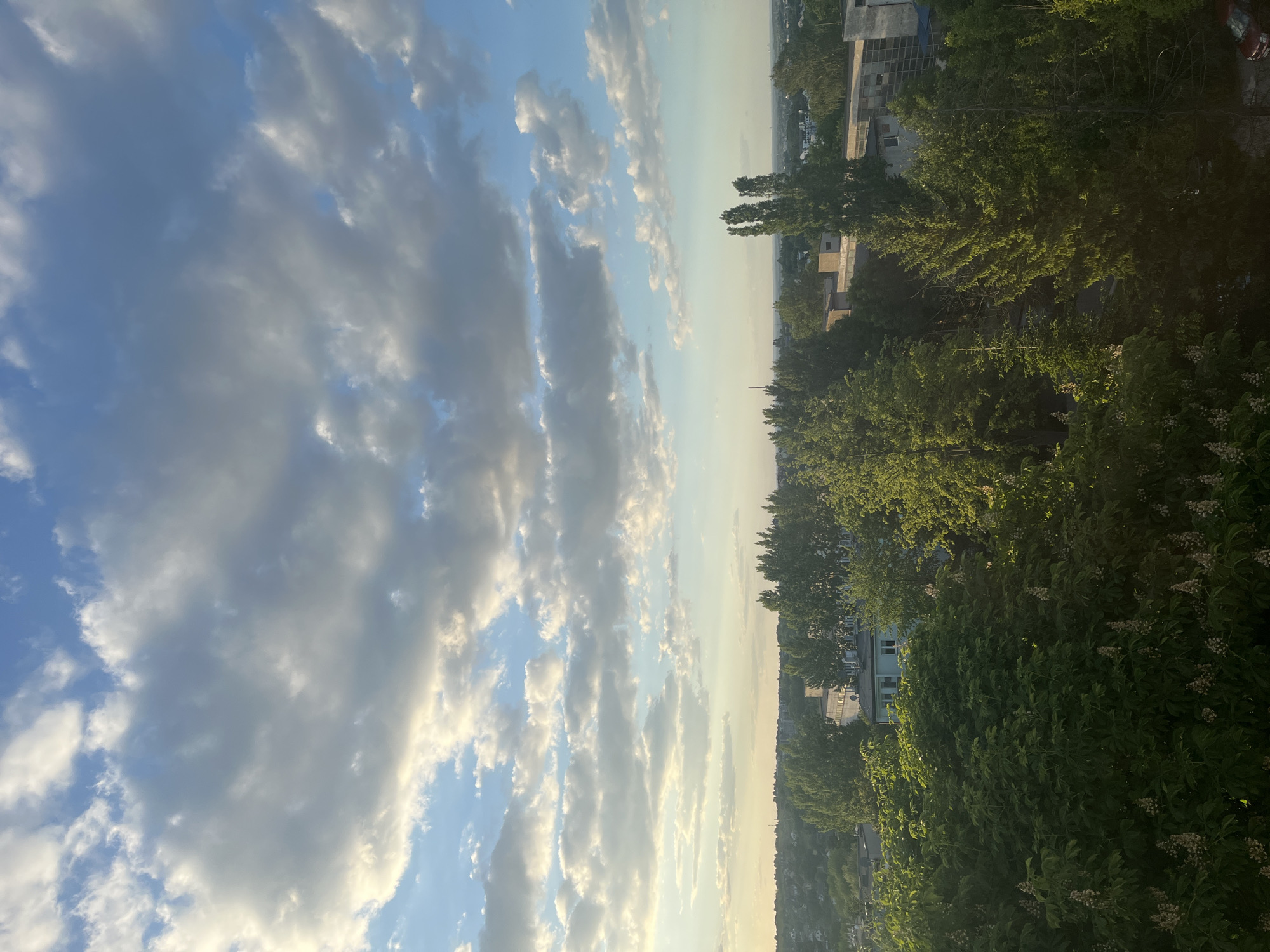 The image depicts a view over a residential area, likely a suburb or a neighborhood within a city. The sky is prominent, filled with clouds that exhibit a variety of forms and textures, ranging from wispy to denser formations. The sky varies in color from light blue to shades of gray and white, suggestive of sunrise or sunset. Below the horizon line, there is an abundance of green foliage, indicating trees and other plant life. Interspersed among the trees are glimpses of buildings, mostly low-rise residential structures. The image appears to be taken from an elevated position, such as a balcony or high-story window, looking toward the horizon. The focus is balanced between the sky and the landscape below.