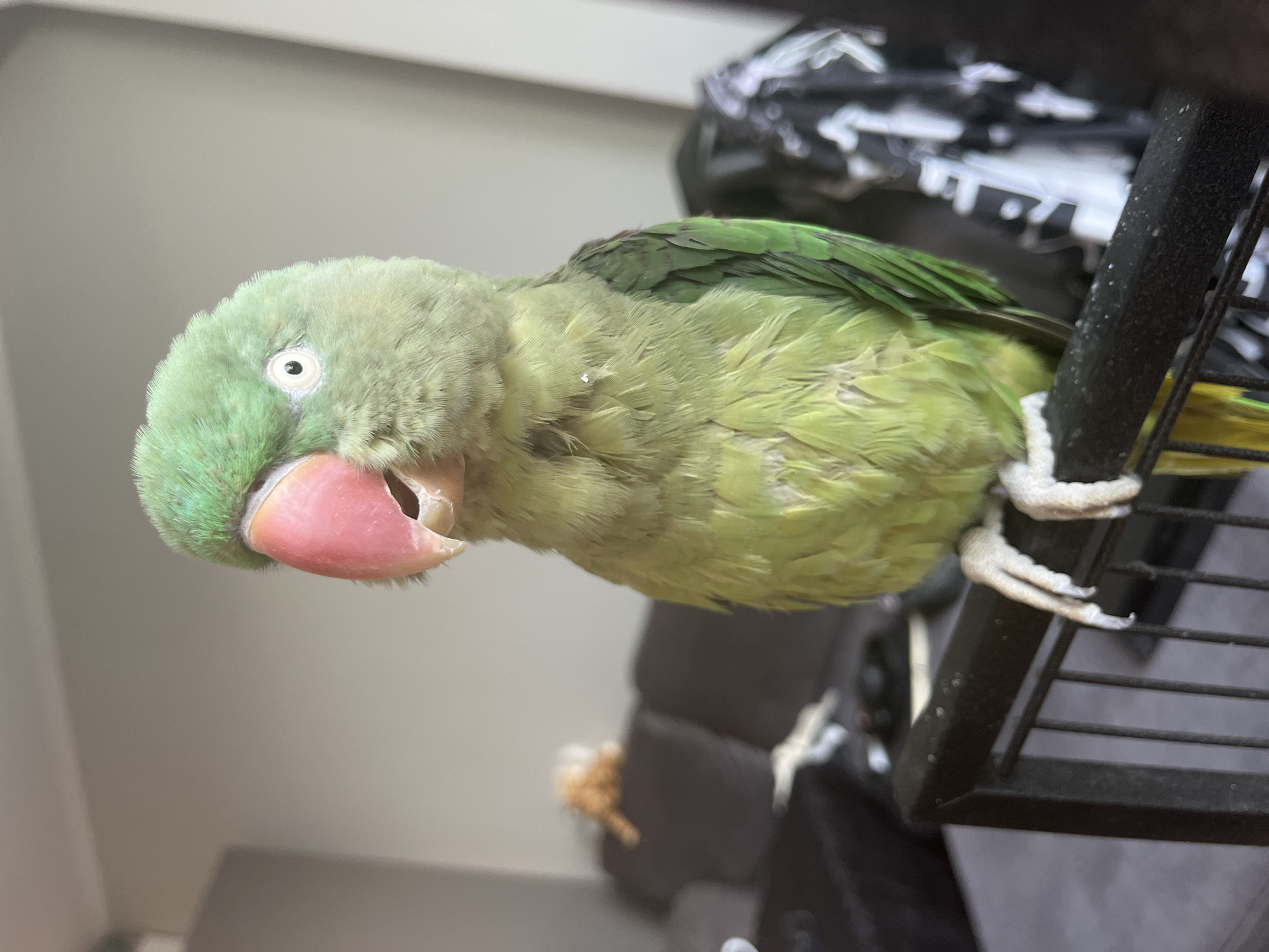 A light green parrot with a large pink beak and white eyes is perched on a black metal railing in a dimly lit room. The parrot is facing left, with its beak slightly open. Its body is mostly light green, with darker green feathers on its wings. The background is blurred, showing furniture that appears to be a couch and a table. There is no information to suggest this image is related to Pazardzhik, Bulgaria.