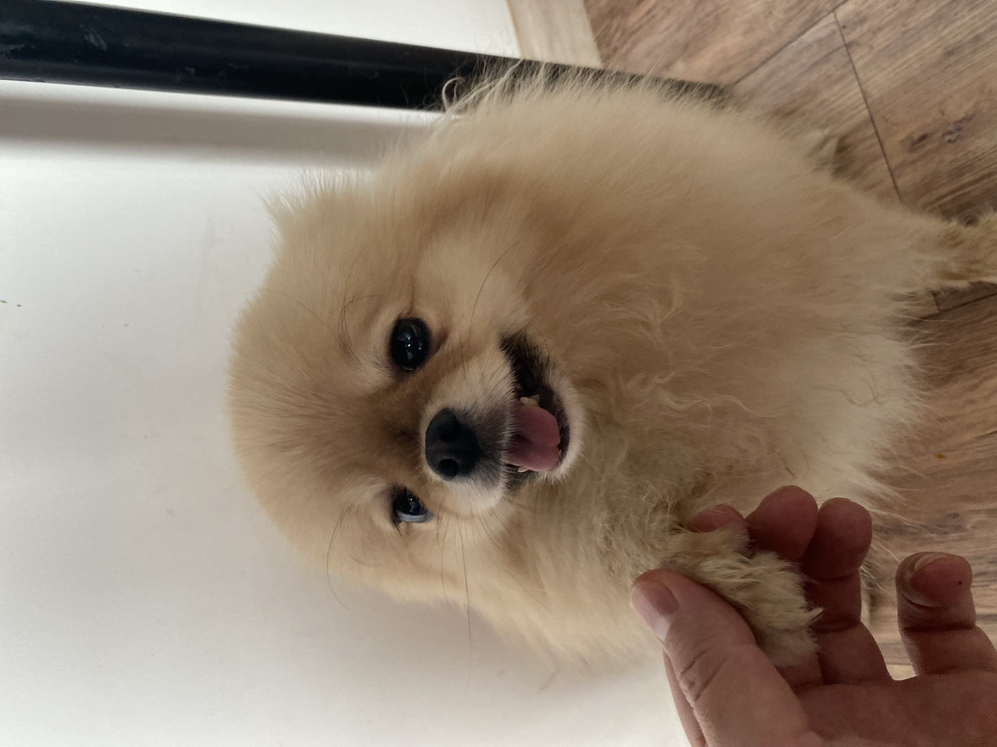 A medium-close shot depicts a tan-colored Pomeranian dog lying on its side. The dog is positioned between a white surface, likely a wall or countertop, and a wooden-patterned floor. The dog is looking directly at the viewer with its mouth open, revealing its tongue. A human hand is partially visible in the lower right corner of the frame, holding one of the dog's paws. A black metal object, possibly a bar or rod, is visible in the upper left corner. The location is Unknown, Unknown.