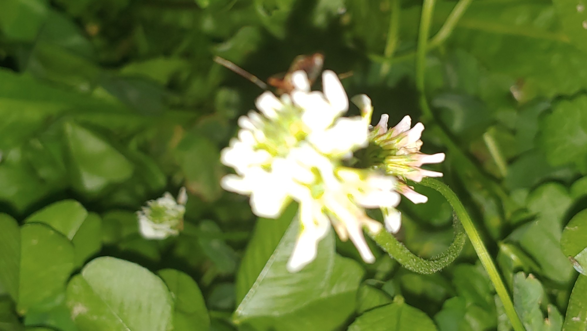 The image shows a close-up of a white clover flower with green clover leaves in the background. There is a small insect, possibly a beetle or bee, on the right side of the flower. The image is slightly out of focus. There are no people or man-made objects visible in the image, making it impossible to determine its location within Mukachevo, Ukraine. The scene is natural and appears to be an outdoor environment, likely a garden or a field.