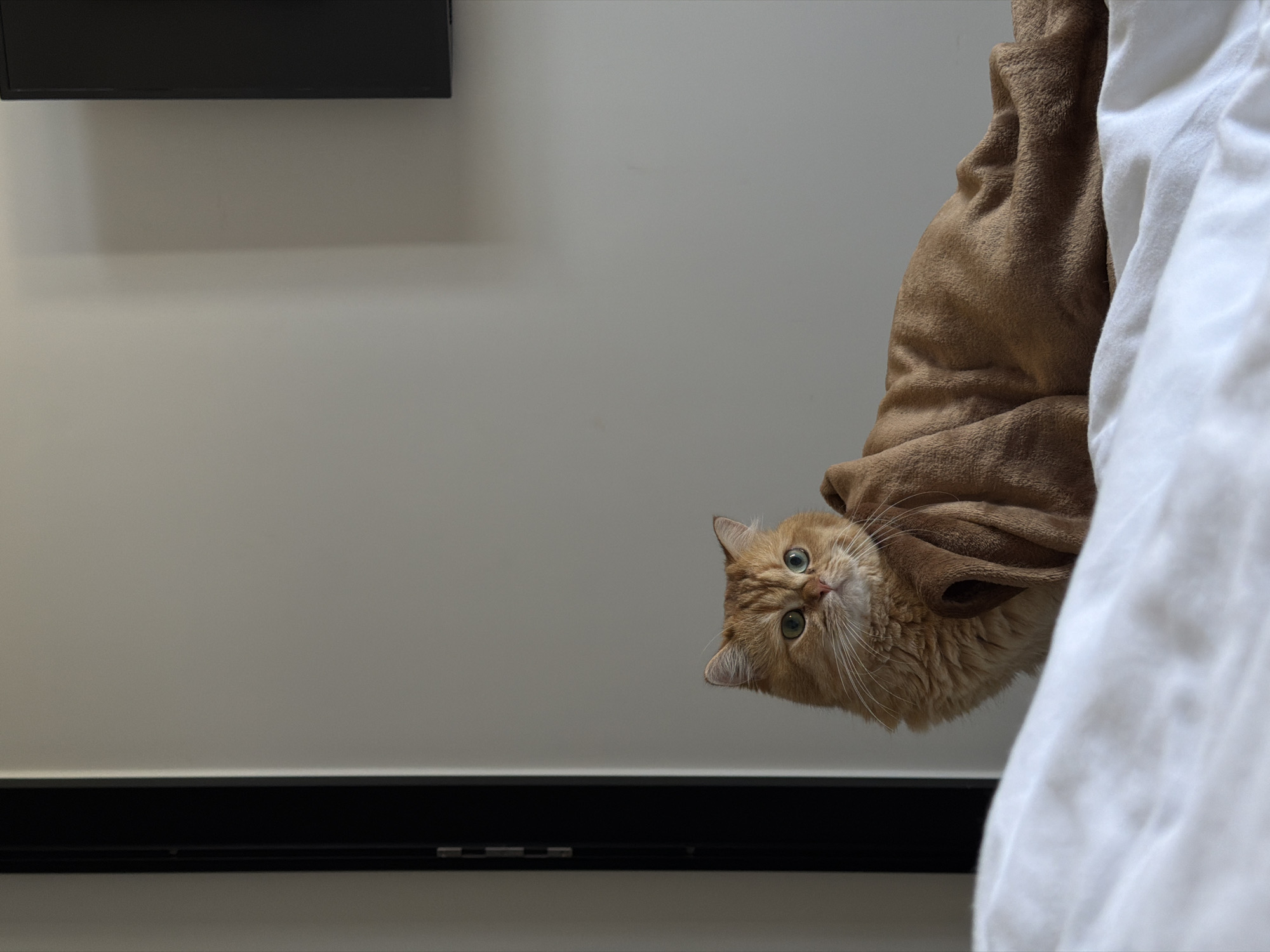 A medium shot shows a golden cat with green eyes peering downward. The cat is partially obscured by a brown, hooded garment. To the right, the edge of a white sheet is visible. The background consists of a pale gray wall, interrupted by a black horizontal band. At the top left, a dark rectangular object is partially visible, possibly a monitor. The location is not evident from the image.