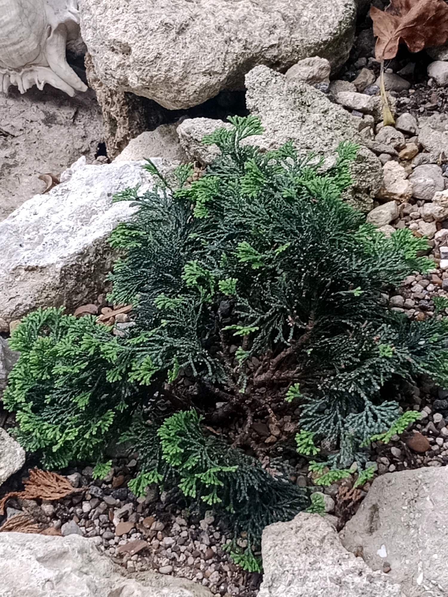 A dense, dark green evergreen shrub with scale-like foliage is situated in a rocky, outdoor environment. The shrub is characterized by its layered structure and small, tightly packed leaves. It is surrounded by various sizes of light-colored rocks and gravel. A few dry, brown leaves are visible on the ground among the rocks. In the upper left corner, a portion of a weathered, pale object, possibly a decorative skull or a large piece of coral, is partially visible. The scene suggests a garden or landscaping element, possibly in the city of Bălăbănești, Moldova.