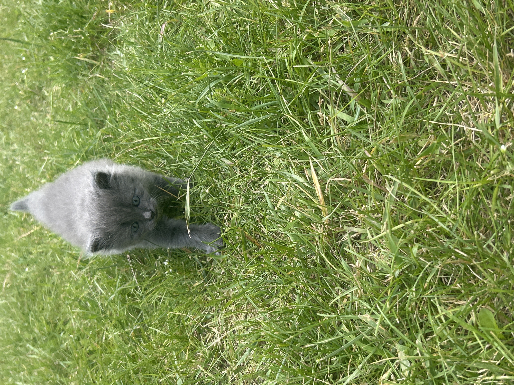 A young, grey kitten with green eyes is walking through a patch of green grass under natural daylight. The kitten is the central subject of the image, facing forward with its body partially obscured by the tall blades of grass. The environment is an outdoor grassy area, likely a field or lawn, with the grass appearing healthy and green. The lighting suggests it is daytime with sunlight. No human presence is visible in the image. The location in the city of Vyshevychi, Ukraine is not discernible from the image content itself.