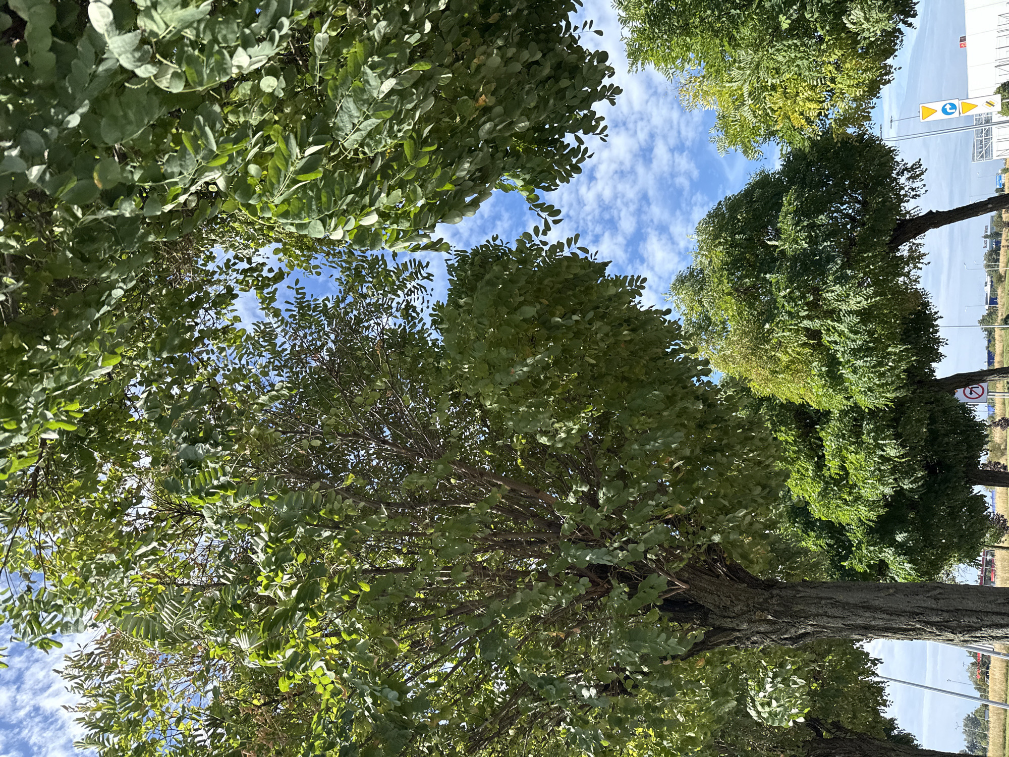 In Bielany Wrocławskie, Poland, a low-angle shot captures a line of lush green trees against a bright blue sky dotted with white, fluffy clouds. The foliage of several large trees fills the frame, with their branches and leaves creating a dense canopy that partially obscures the sky. The tree trunks are textured and appear to be of considerable age. In the background, beyond the trees, a flat landscape is visible with hints of infrastructure, including traffic signs and what appear to be power lines or streetlights. The overall scene suggests an outdoor setting, likely a park or roadside, on a clear day. There are no people visible in the image.