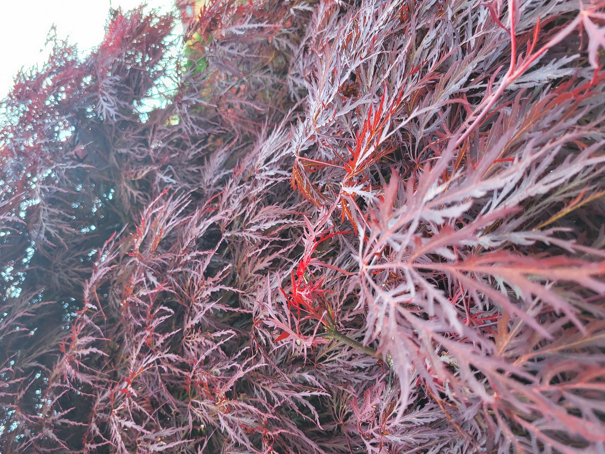 A close-up shot showcases a dense collection of red and purple Japanese maple leaves. The leaves are finely dissected, giving them a delicate, feathery appearance. The branches intertwine, creating a visually complex and textured scene. The sky is visible through the branches. Location: Unknown, Unknown.