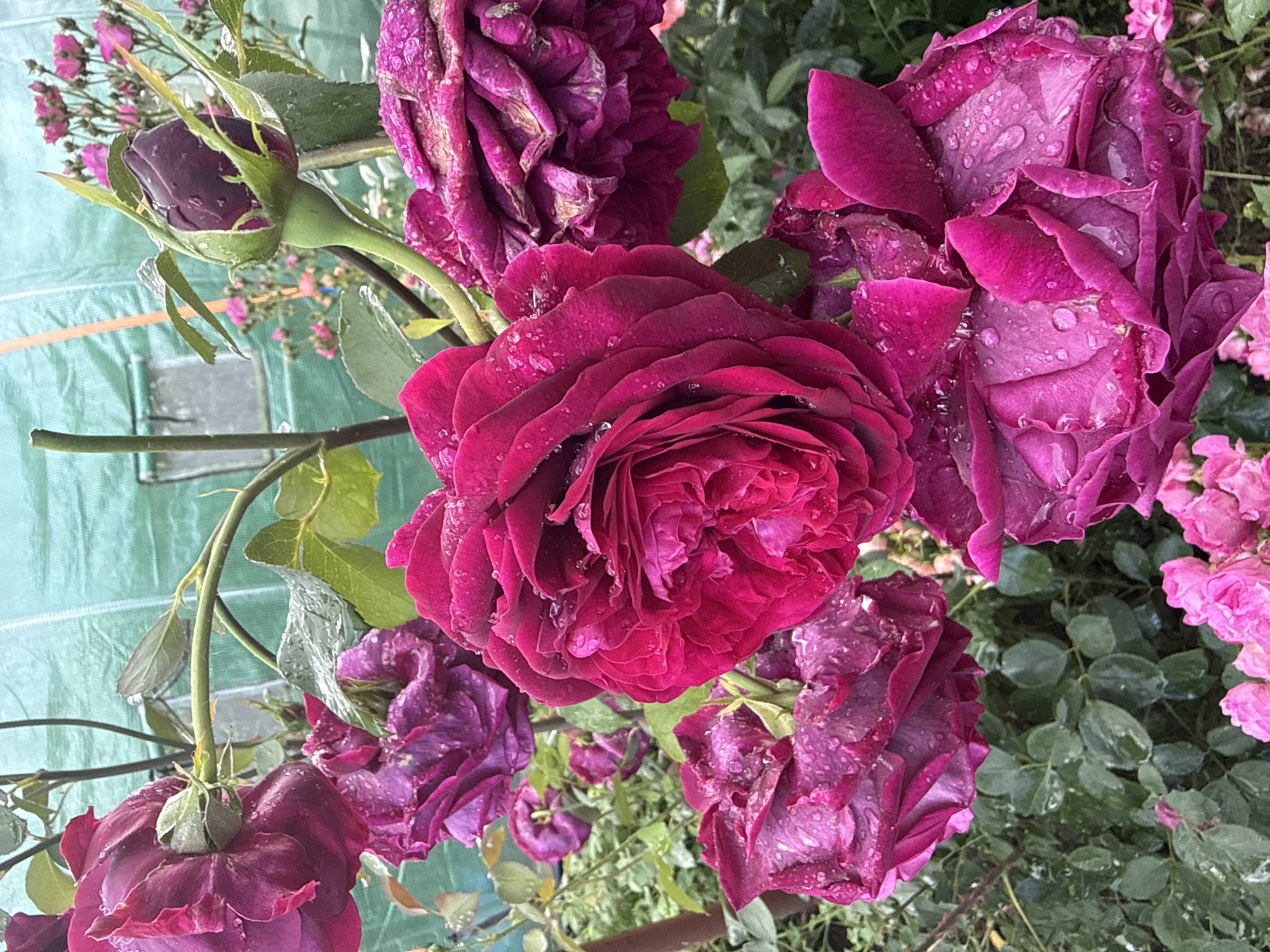 This image, captured in Tarnicheni, Bulgaria, presents a detailed close-up of multiple dark magenta and fuchsia roses, heavily adorned with water droplets. The foreground is dominated by several large, open rose blooms, varying in color intensity from deep fuchsia to a richer purple-red. Petals on some roses show slight signs of decay or discoloration at the edges, while others appear vibrant. Numerous small, reflective water droplets are visible on the petals and accompanying green foliage, indicating recent rain or watering. A distinct, dark purplish-red rose bud, still tightly closed and covered in water droplets, is visible towards the upper right, with its green sepals clearly defined. Green leaves and stems from various plants are interspersed throughout the midground. The background features a large, textured, light teal-green tarp-like material, possibly part of a greenhouse or shed, exhibiting folds and a semi-transparent, rectangular section resembling a window on the left. In the lower background and further right, smaller, lighter pink flowers are partially visible amidst additional green foliage. No human figures or discernible human actions are present.