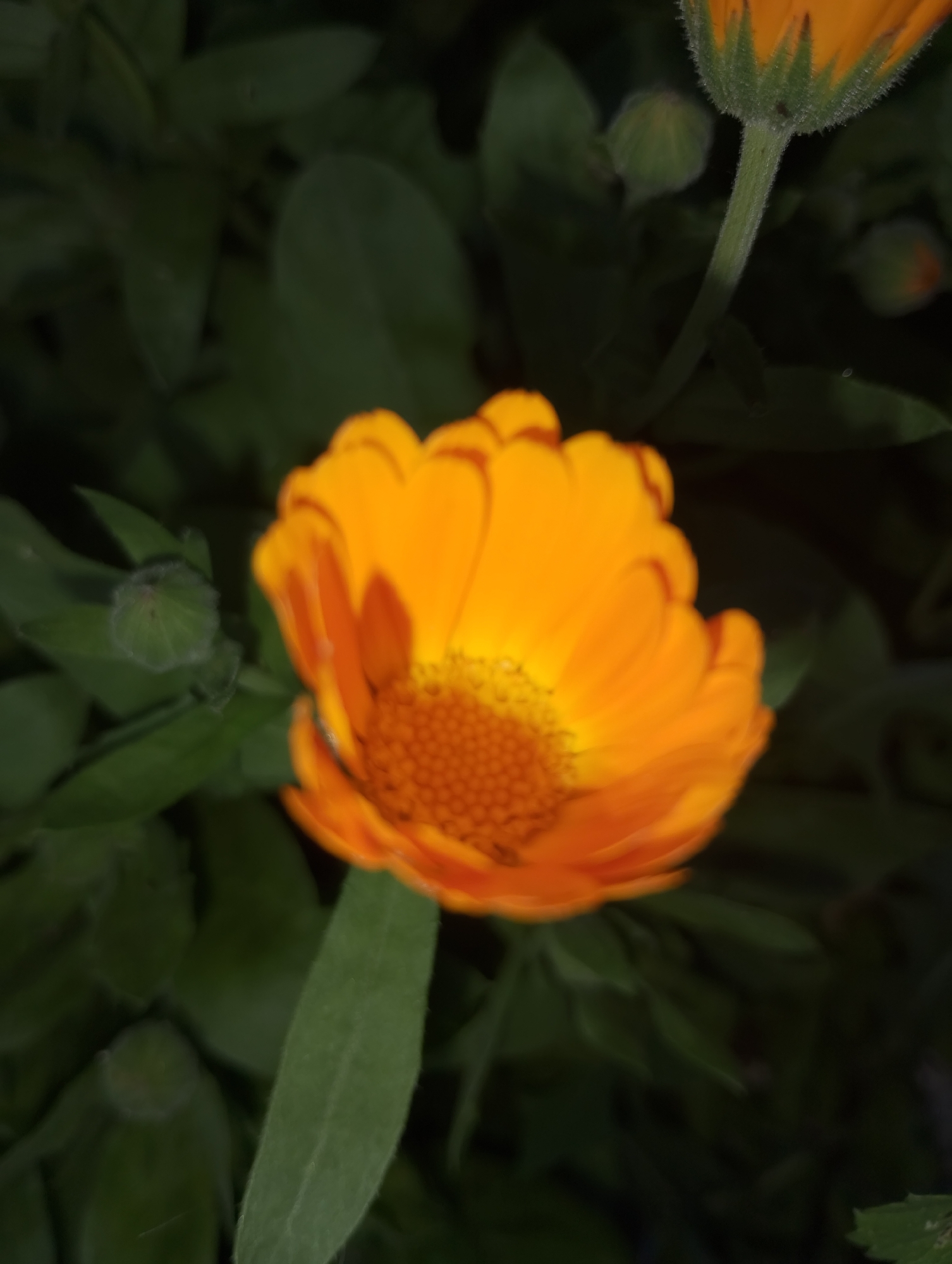 An orange calendula flower is in focus in the foreground of the image. The flower has numerous petals and a detailed center. The background is out of focus and consists of dark green foliage and other flower buds. The lighting is dim, suggesting it may be evening or a shaded area. No people or man-made structures are visible.
