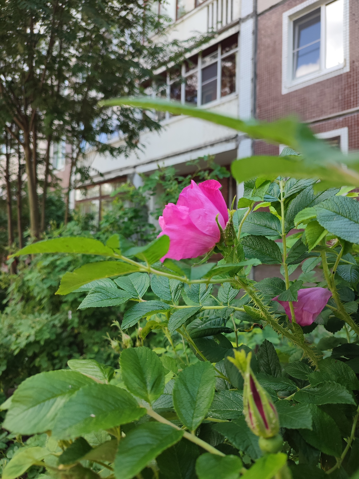 In this outdoor, medium-shot photograph, a bright pink rose is the central subject, nestled amongst lush green foliage and thorny stems. The rose is in full bloom, with delicate petals unfurling. To the right and slightly behind the main rose, another rose petal is visible, a softer shade of pink. In the foreground, a rosebud, still tightly closed, is also present, hinting at future blooms.
The background of the image provides context for the setting. A building, likely an apartment complex, is visible. It has a facade of reddish-brown brick and cream-colored sections, with several windows. The windows appear to be reflective, showing hints of the sky and clouds. Trees with dense foliage are also present in the background, some appearing more slender and upright, while others are bushier, contributing to the overall green backdrop.
The lighting suggests it is daytime, possibly late afternoon or early evening, as the light is soft and diffused, not harsh. There are no visible people or animals. The scene appears tranquil and natural, with the focus on the beauty of the rose bush and its surroundings. The location context of Vsevolozhsk, Russia, along with the architectural style of the building, helps to place the scene geographically. No text is visible in the image.