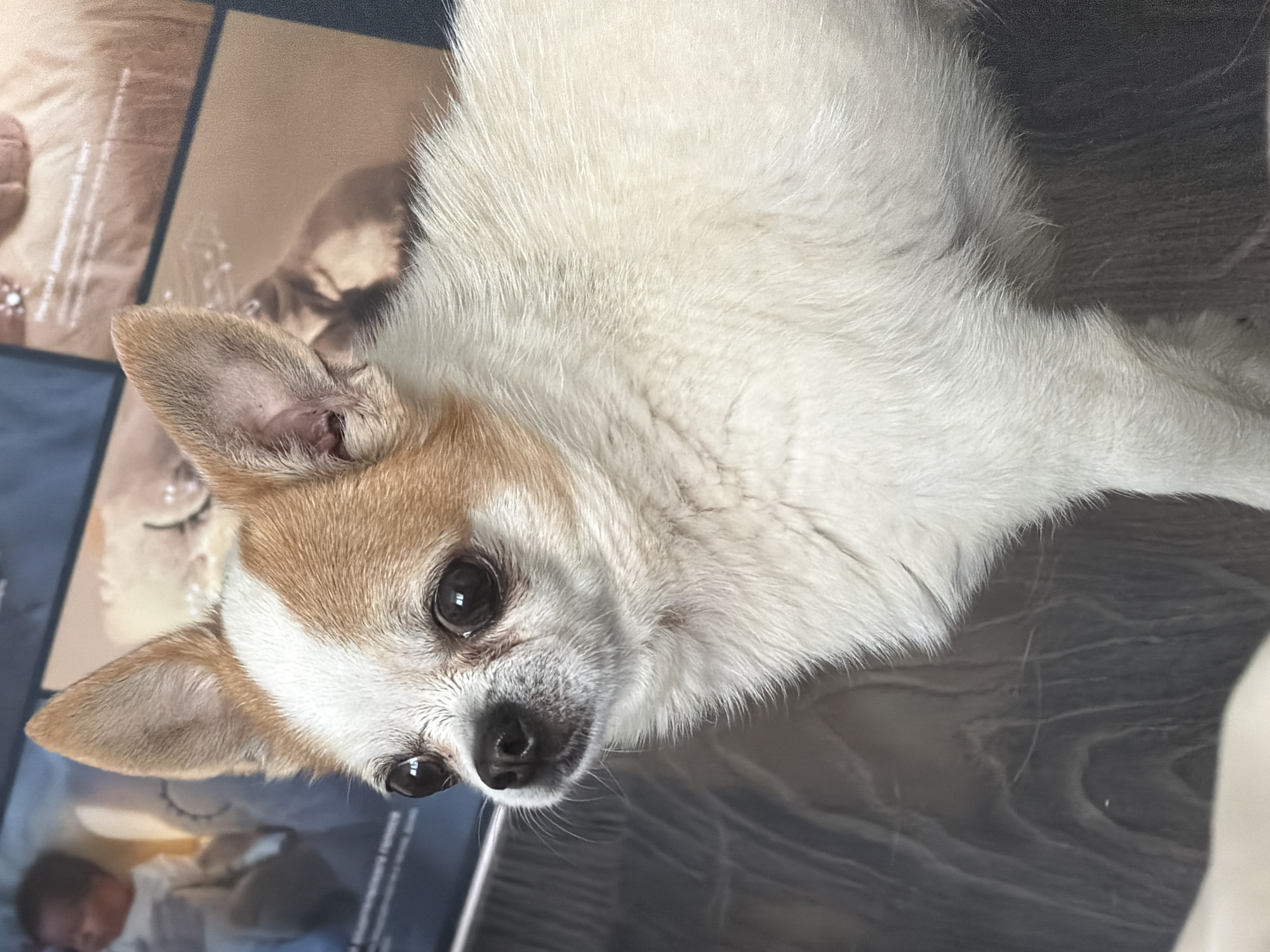 A close-up shot shows a small, white and tan Chihuahua looking to the left. The dog has large, dark eyes and prominent ears. The background is out of focus and appears to be a wall with an abstract pattern, possibly a poster or a printed image. The floor beneath the dog is a dark wood grain pattern. The lighting is soft and diffused. The overall impression is of a domestic setting.