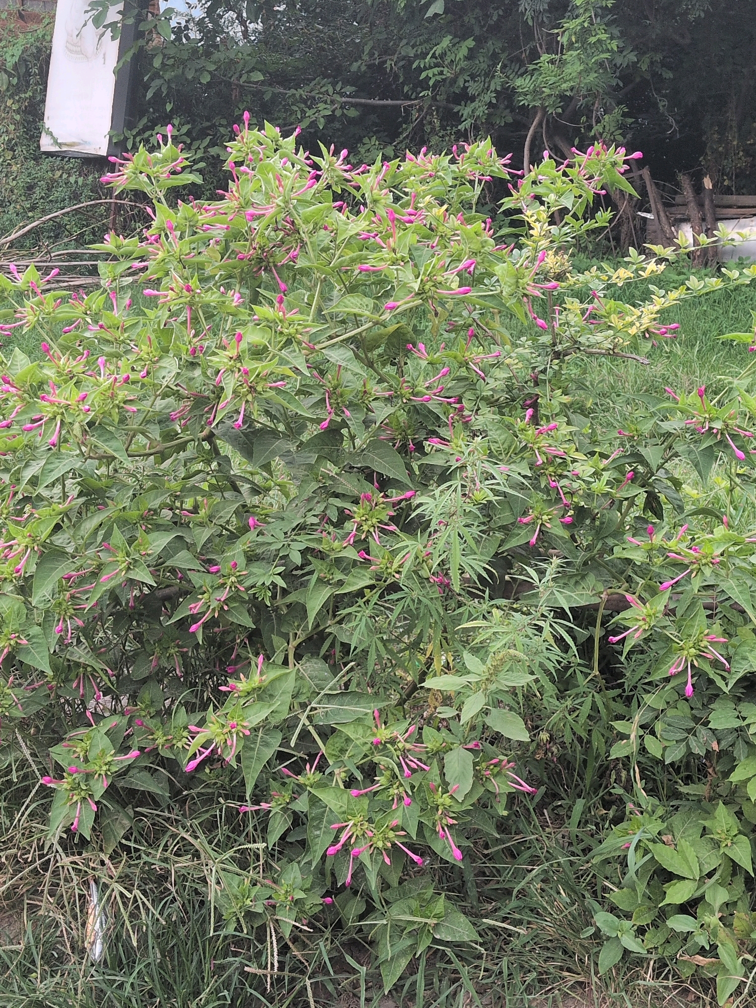 In Patar, India, a dense bush with numerous pink flower buds and green leaves dominates the foreground. The plant has a sprawling growth habit, with many branches reaching outwards. Scattered among the dense foliage are bright green leaves, some with a lighter, almost yellow hue. The ground beneath the bush is covered in dry grass and some other smaller green plants. In the background, lush green trees and shrubs create a verdant backdrop. To the left of the image, a white rectangular object with some markings is partially visible, possibly a sign or a piece of discarded material. The overall scene depicts a natural outdoor environment, likely a garden or a roadside, characterized by abundant plant life.