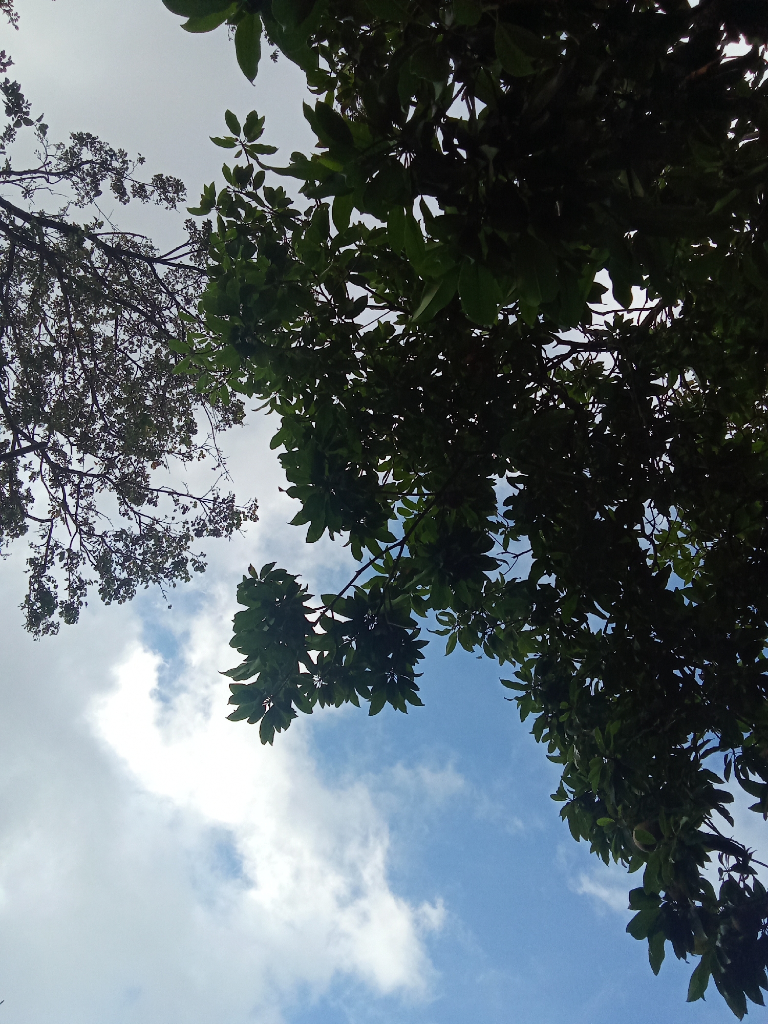 The image is taken from a low angle, looking upwards towards the sky. Predominantly, the scene is filled with the foliage of trees. Two distinct types of trees can be observed: one with broader, darker green leaves and the other with smaller, denser foliage. The sky is visible in sections between the leaves, displaying a blue color interspersed with white clouds. The image suggests an outdoor setting, possibly a park or wooded area in Juan Griego, Venezuela. No people or identifiable objects apart from the trees and clouds are visible.