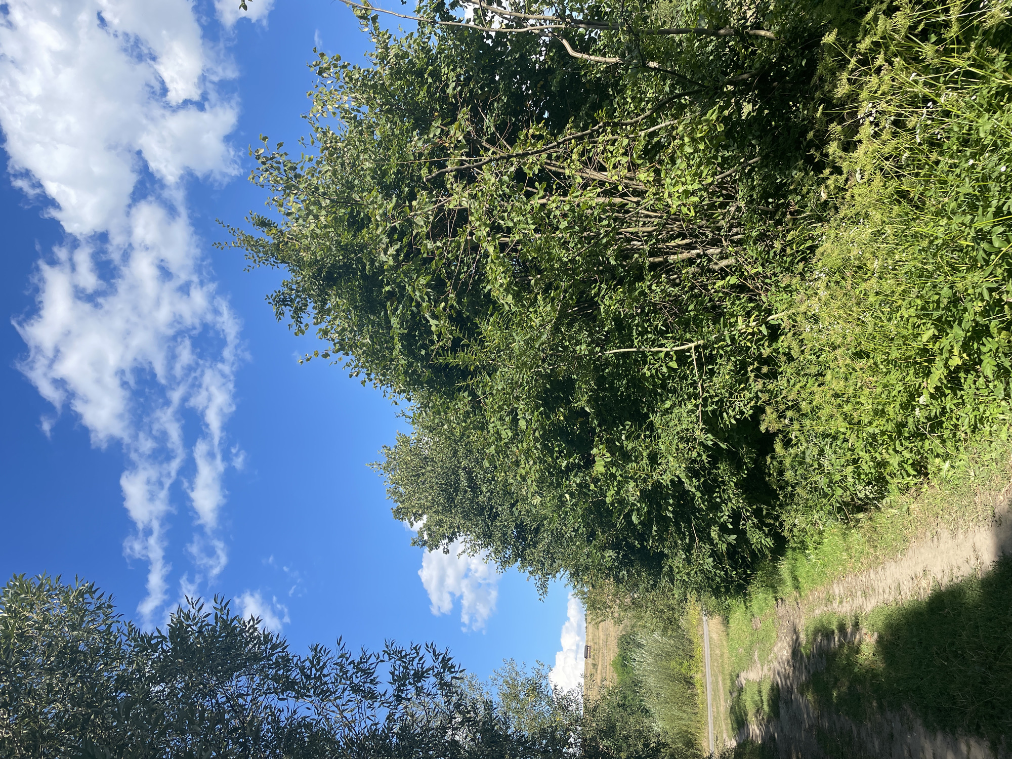 The image depicts a dirt path winding through a lush green environment, characteristic of the rural outskirts of Shpykolosy, Ukraine. On the right side of the path, dense foliage and trees create a thick wall of green, their leaves illuminated by bright sunlight. To the left of the path, the foliage is less dense, revealing a hint of a rolling, grassy hillside in the background. Above the trees and foliage, a vibrant blue sky is adorned with scattered white clouds. The overall impression is one of a natural, peaceful, and sun-drenched landscape.