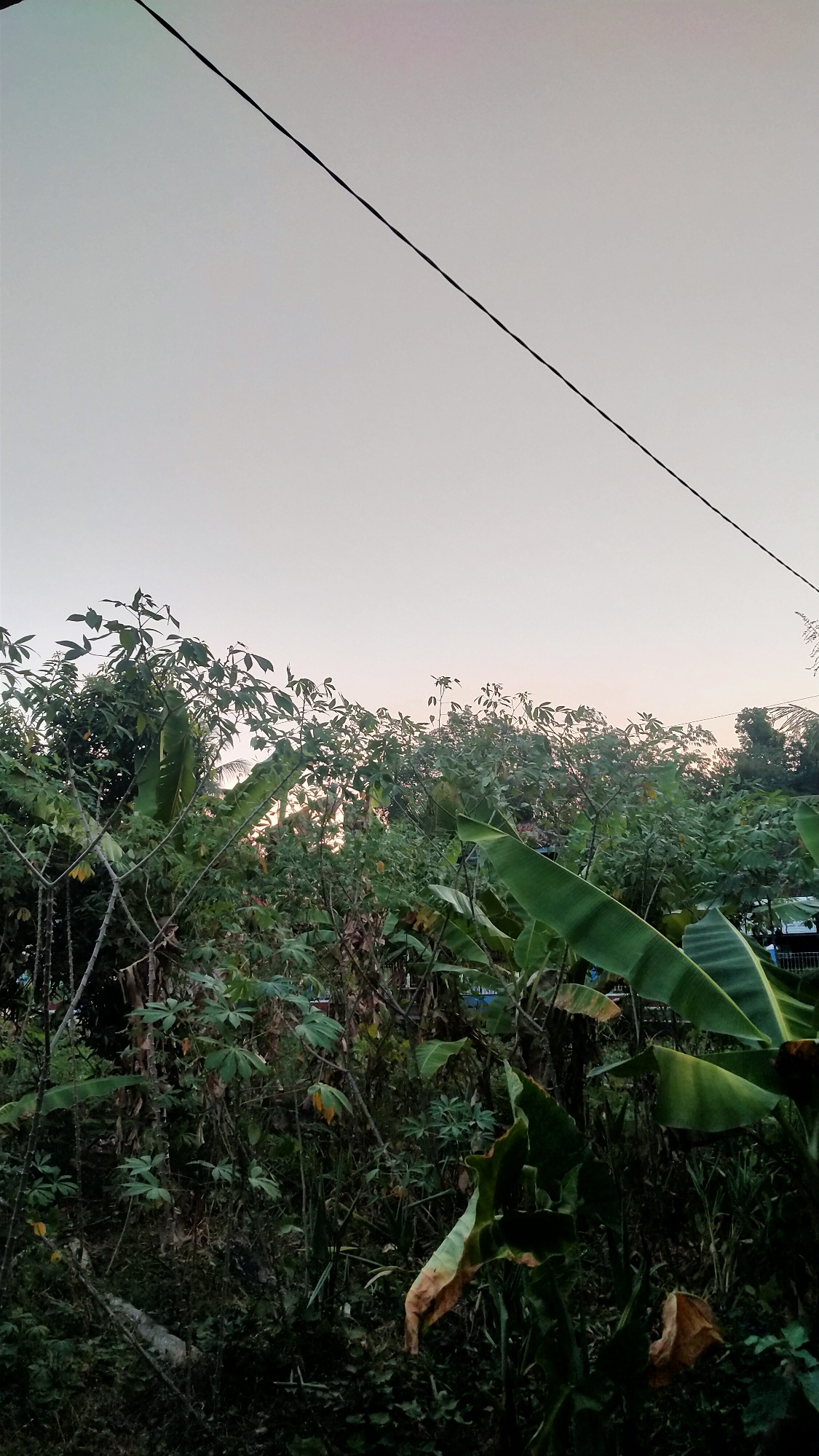 The image depicts a dense natural environment, likely a garden or overgrown area, with a clear sky above. Dominating the foreground and midground is a lush collection of various plants, including large, broad leaves characteristic of banana plants, and other leafy vegetation with smaller, distinct leaves. Some of these plants appear to be saplings or young trees. In the background, more trees and foliage are visible, with hints of structures or buildings peeking through. A single black wire stretches diagonally across the upper portion of the frame, suggesting the presence of overhead power lines. The overall impression is one of vibrant, untamed greenery against a soft, hazy sky, possibly during dawn or dusk given the muted light. The scene is situated in Kedungpilang, Indonesia, which implies a tropical or subtropical climate conducive to such dense vegetation. There are no people or animals visible in the image.