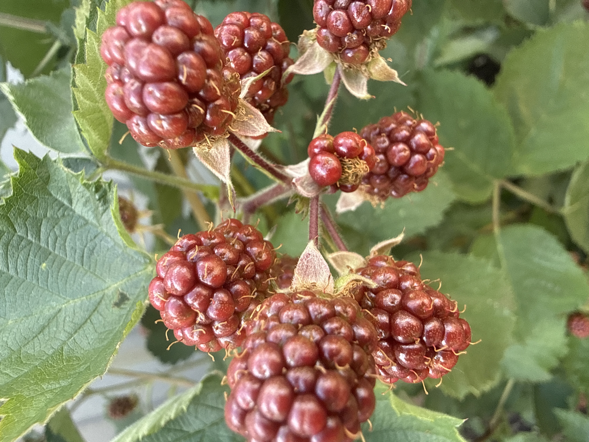 The image is a close-up, high-angle, outdoor shot of several clusters of ripe, dark red raspberries hanging from a plant with green leaves. The raspberries are composed of many small drupelets and have tiny, light-colored stamens protruding from them. The plant appears to be in a natural or garden setting with blurred green foliage in the background, suggesting a focus on the fruit. The lighting is bright, highlighting the glossy texture of the berries. The scene is devoid of human presence and any specific urban or rural identifiers beyond the implied natural growth of the plant. The location in Pavlovka, Russia, is an external detail not discernible from the visual information alone.
