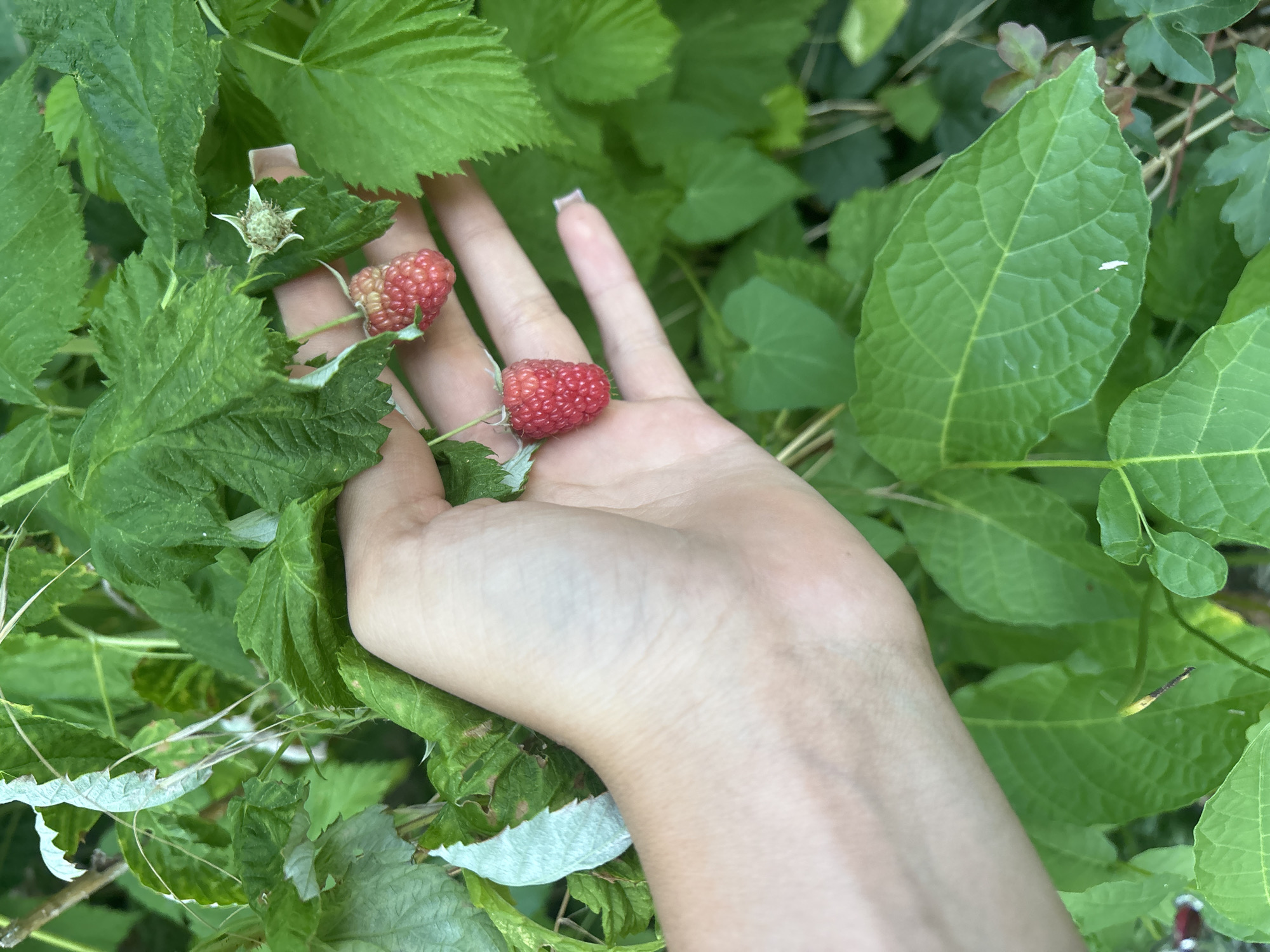 In Dolenje Grčevje, Slovenia, a person's hand is shown gently holding several raspberries from a plant. The hand is pale with short, neat fingernails. The raspberries are a bright red color, indicating ripeness. The surrounding environment consists of lush green leaves and branches, suggesting a natural outdoor setting, likely a garden or wild area. The focus is on the interaction between the hand and the fruit, highlighting the act of picking or examining the raspberries.