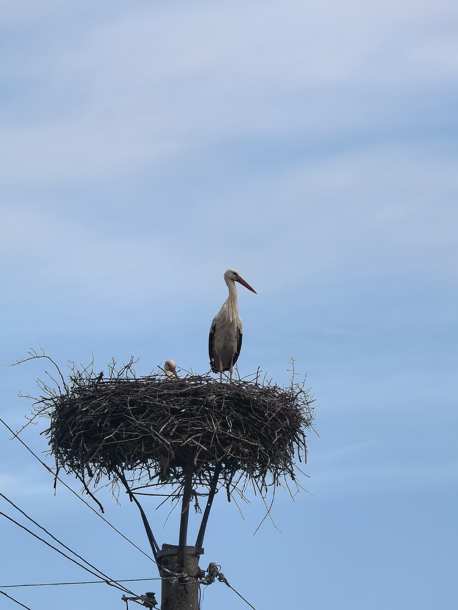 A tall, wooden utility pole supports a large bird's nest in an urban area. The nest is made of sticks and branches, with two white storks, one standing and one sitting in the center of the nest. Several electrical wires run below the nest to the pole. The sky is blue.