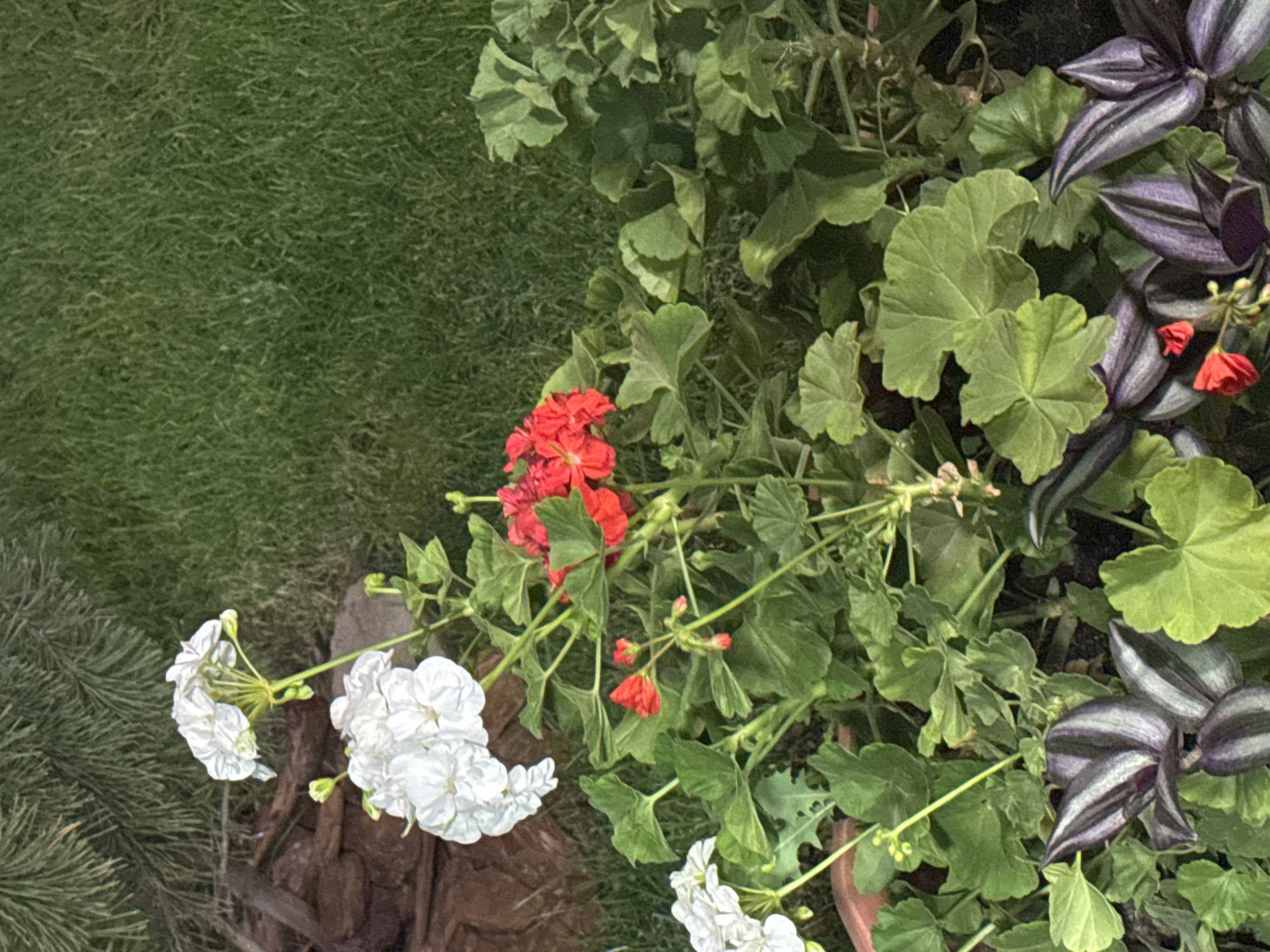 The image shows a close-up of flowering plants in a garden setting. There are clusters of white and red geraniums, along with other green foliage. The background consists of grass and what appears to be a coniferous tree. The lighting suggests it is daytime. The scene is consistent with a residential or public garden. There are no people or animals visible in the image. The location is identified as Tash-Moinok, Kyrgyzstan.