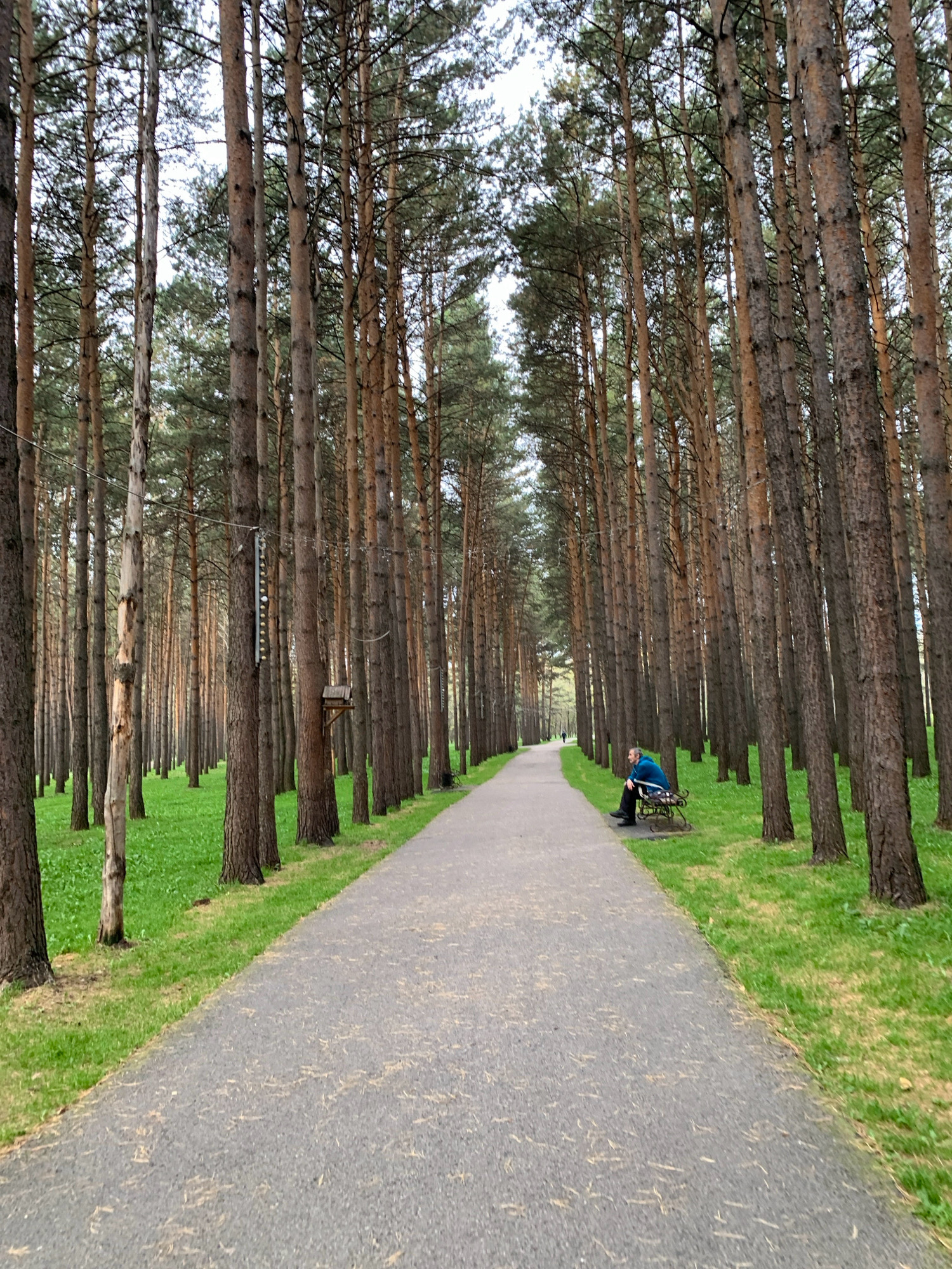An outdoor, eye-level, wide shot captures a paved pathway winding through a dense forest of tall pine trees. The pathway extends into the distance, flanked on either side by lush green grass. On the right side of the pathway, approximately one-third of the way down, a person is seated on a metal bench. The individual is wearing a blue jacket and dark pants, and is facing away from the camera, towards the pathway. The forest floor is carpeted with grass, and pine needles are scattered sparsely on the pathway. The sky above is overcast. This scene is located in a park in Prokopyevsk, Russia.