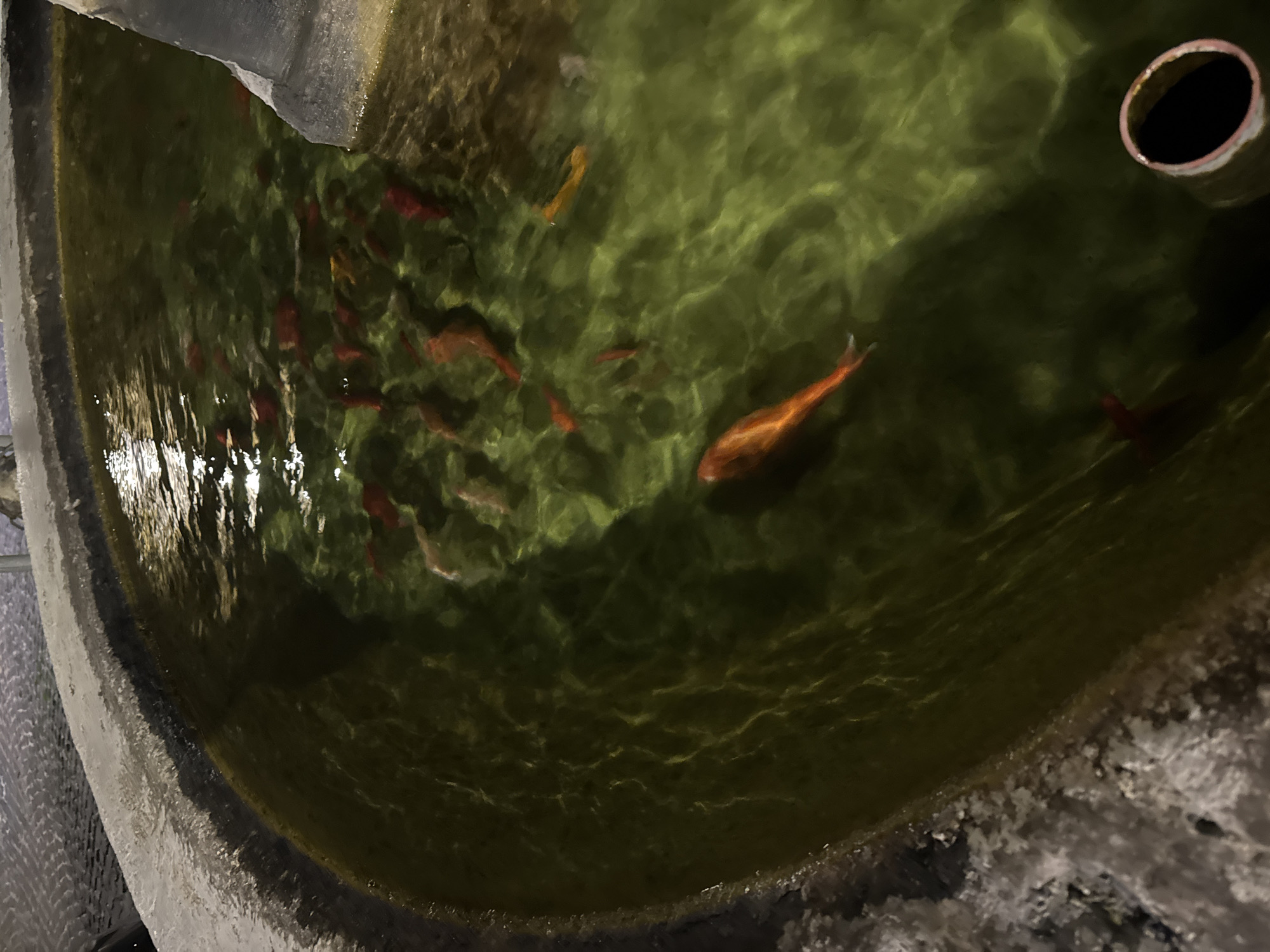 The image shows a round, concrete pond filled with murky green water, containing several orange and red goldfish. The pond appears to be outdoors, possibly in a garden or public space. The image is taken from an overhead perspective. To the upper right is a black circular opening, possibly a drain. The location, Castelnuovo di Porto, Italy, is specified. No people are visible.