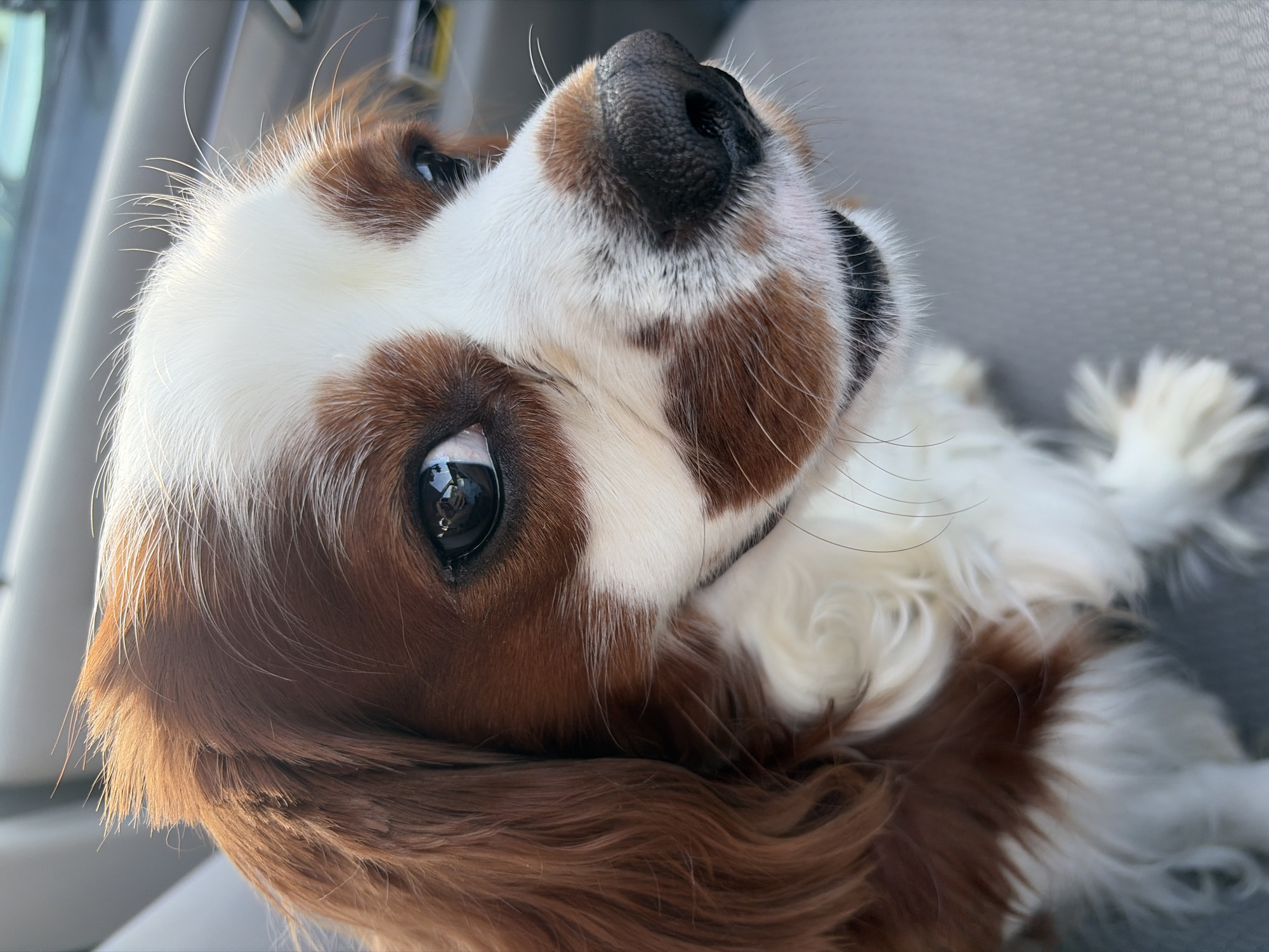 The image shows a close-up of a Cavalier King Charles Spaniel dog's face. The dog has brown and white fur, with large, dark eyes and a black nose. The dog appears to be sitting in a vehicle, likely a car, as indicated by the grey textured surface in the background which resembles a car seat. The lighting suggests an outdoor environment, possibly during the day. No specific location in Dobrich, Bulgaria can be determined from the image.