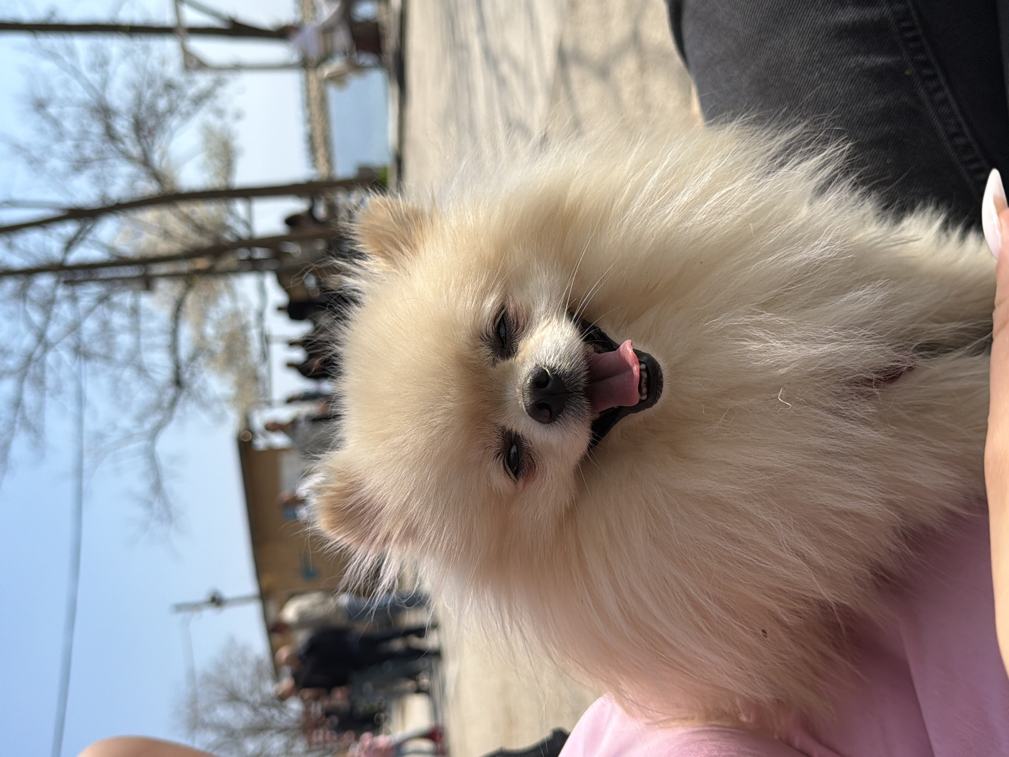 A close-up, slightly tilted shot features a cream-colored Pomeranian dog, its mouth open and tongue visible, held in someone's lap. The person's clothing is visible, including dark denim on the right side and a pink top. The background shows an outdoor setting, with people seated at tables, a wooden boardwalk or deck, trees with bare branches, and a view of the sky. Given the request for information about the city of Varna, Bulgaria, it's likely this scene is located in a coastal area of Varna, though specific identifiers of a precise location are absent. The focus remains primarily on the dog.