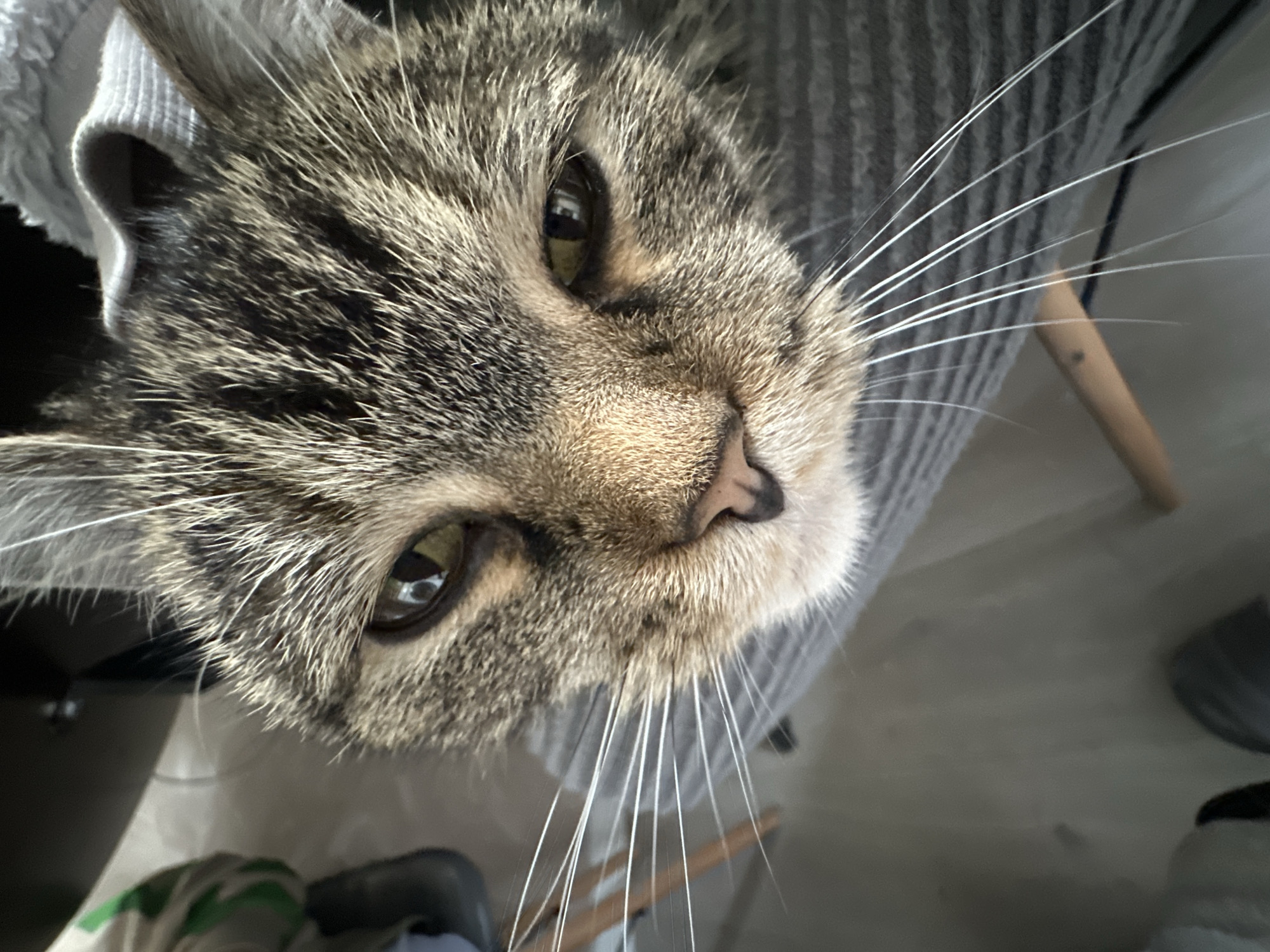 A close-up photograph depicts a tabby cat with amber eyes and long white whiskers, positioned above the camera. The cat is mostly gray and tan in coloration, with distinct tabby markings. Its nose is pink, and the image focuses on the face. The cat appears to be on or next to a gray and white striped surface, possibly fabric. Elements of a chair leg and other indistinct items are visible in the background. The setting is Stavropol, Russia.