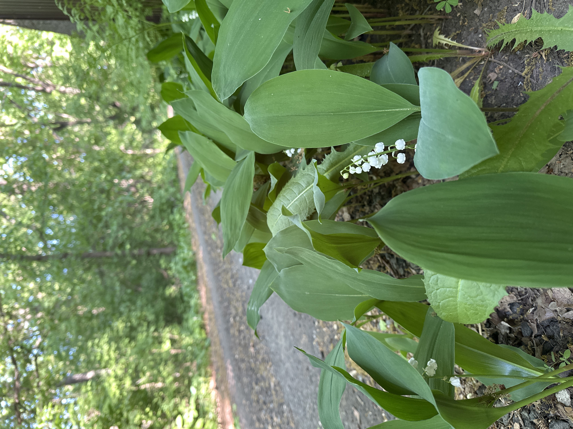 The image shows a patch of lily of the valley flowers growing beside a paved pathway. The scene is outdoors, likely in a park or garden. The pathway stretches towards a blurred backdrop of trees, suggesting a natural or urban-natural environment.