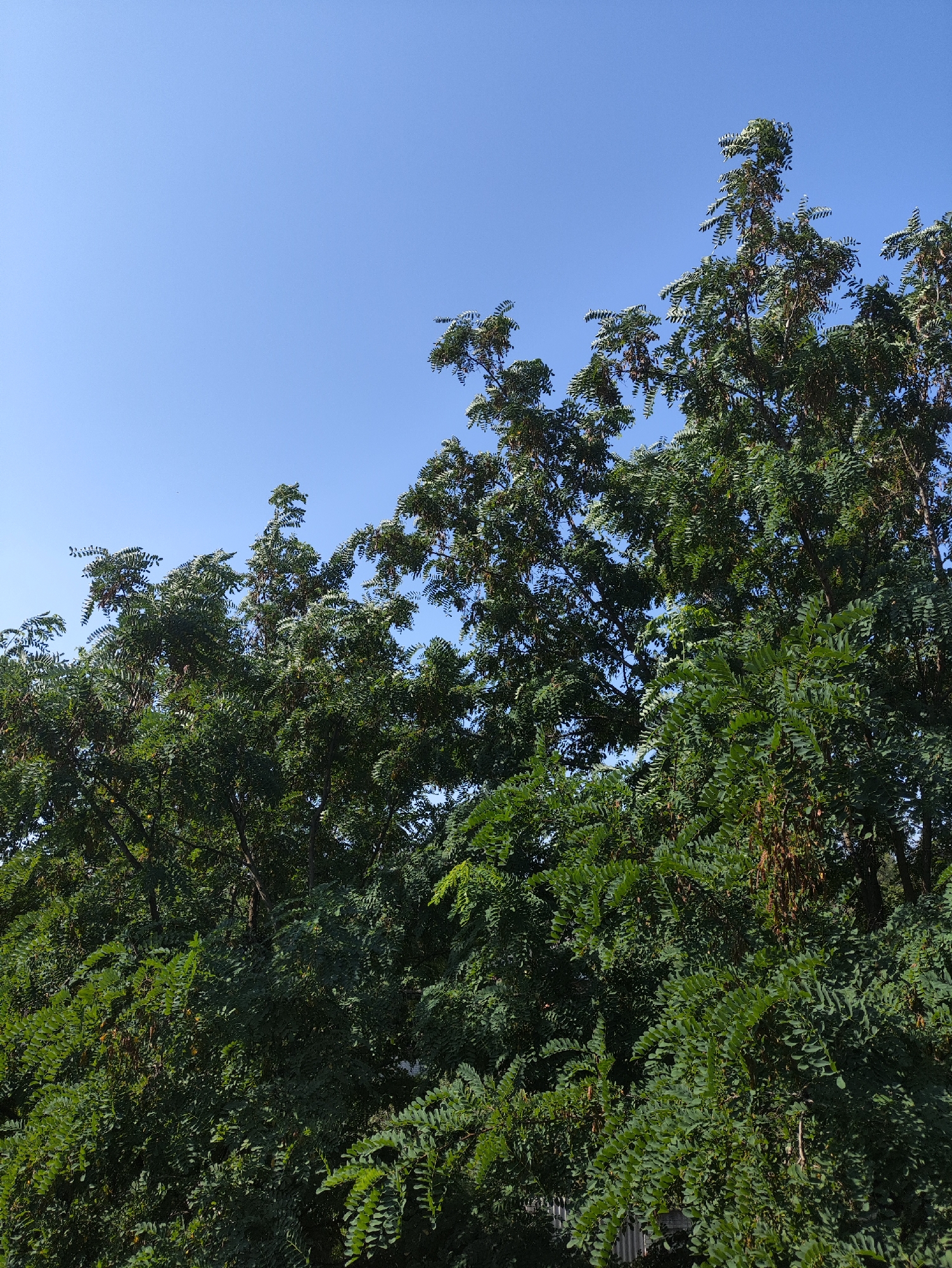 The image shows a dense canopy of green trees against a clear blue sky. The trees appear to be deciduous with compound leaves. Some of the branches are bare and have seed pods or dried leaves hanging from them, suggesting it is either late summer or early autumn. The overall impression is of lush vegetation. The scene is likely an outdoor urban or suburban environment in Kharkiv, Ukraine, given the context provided. There are no people or specific man-made objects clearly visible in the foreground or amidst the foliage, though a hint of a fence or wall can be seen at the very bottom edge of the frame in the lower right corner. The lighting suggests it is daytime with the sun illuminating the upper portions of the trees.